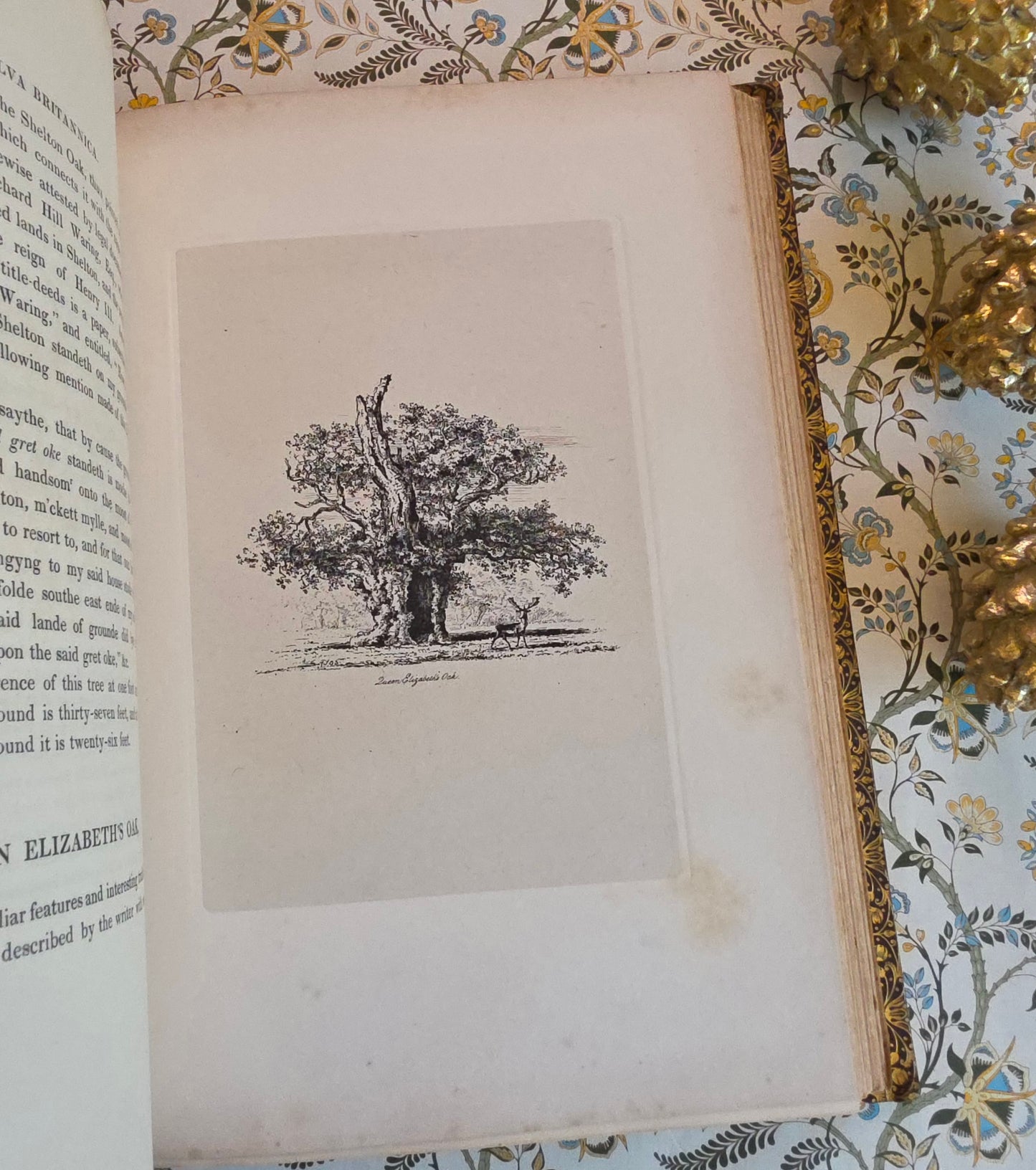 1830 Sylva Britannica or Portraits of Forest Trees by Jacob George Strutt - Illustrated Antique Book