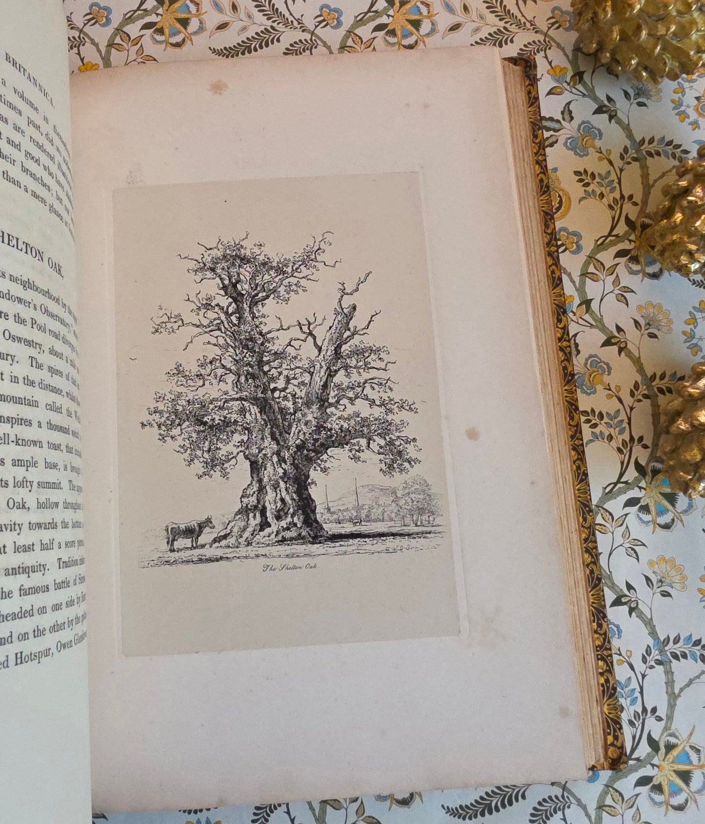 1830 Sylva Britannica or Portraits of Forest Trees by Jacob George Strutt - Illustrated Antique Book