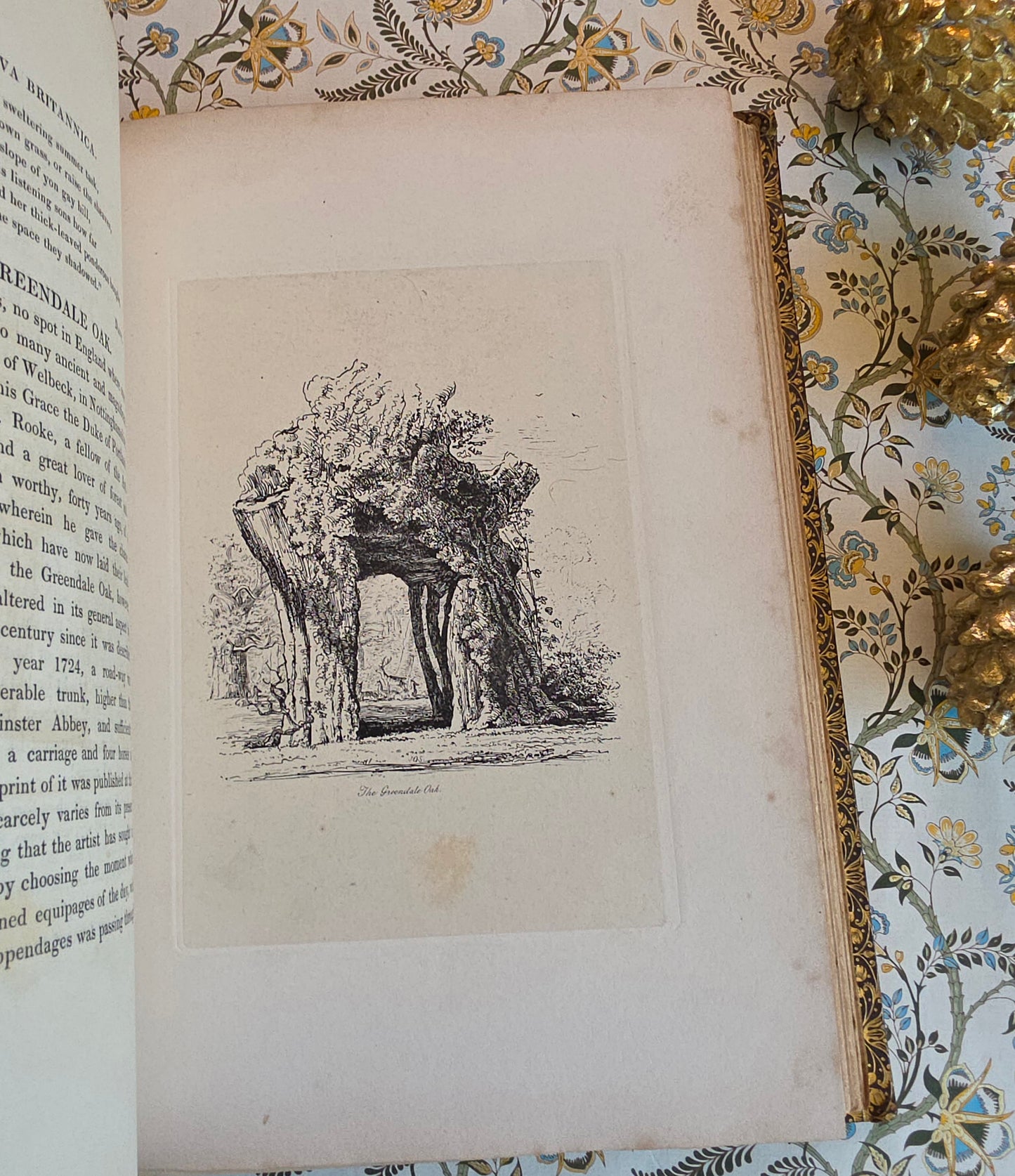 1830 Sylva Britannica or Portraits of Forest Trees by Jacob George Strutt - Illustrated Antique Book