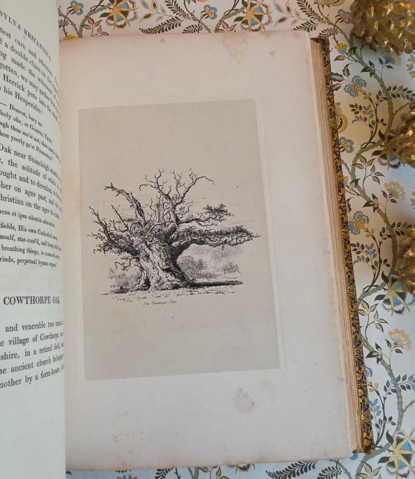 1830 Sylva Britannica or Portraits of Forest Trees by Jacob George Strutt - Illustrated Antique Book