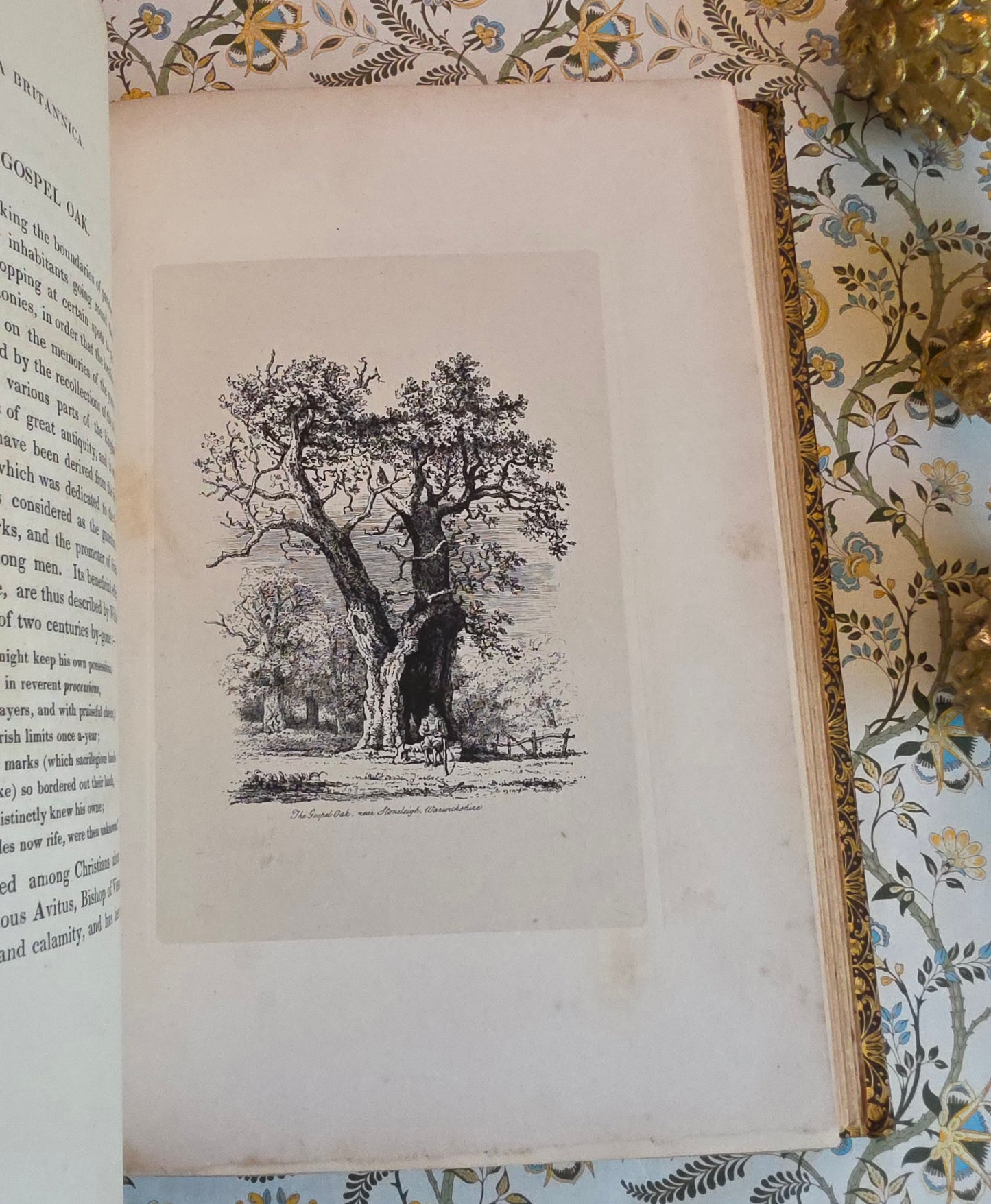 1830 Sylva Britannica or Portraits of Forest Trees by Jacob George Strutt - Illustrated Antique Book