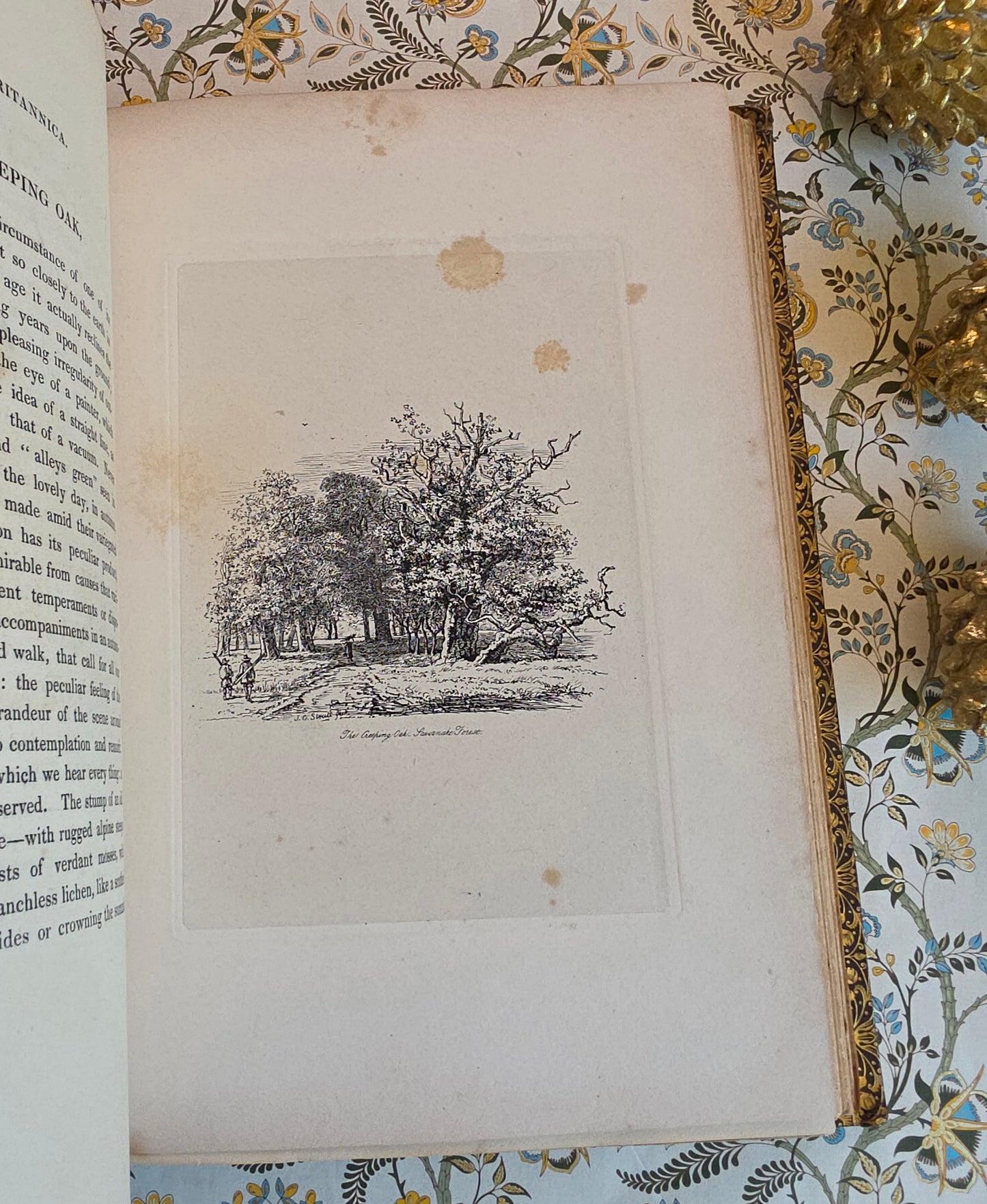 1830 Sylva Britannica or Portraits of Forest Trees by Jacob George Strutt - Illustrated Antique Book