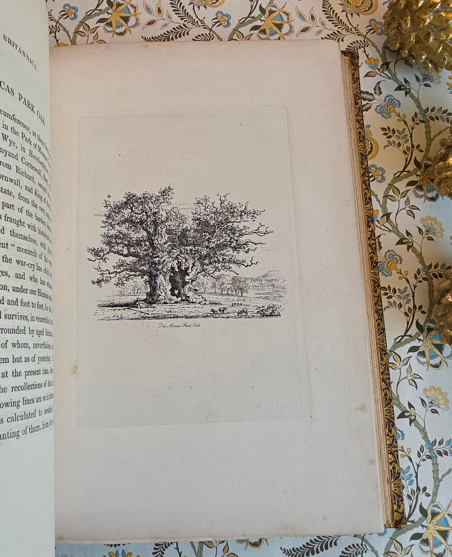 1830 Sylva Britannica or Portraits of Forest Trees by Jacob George Strutt - Illustrated Antique Book