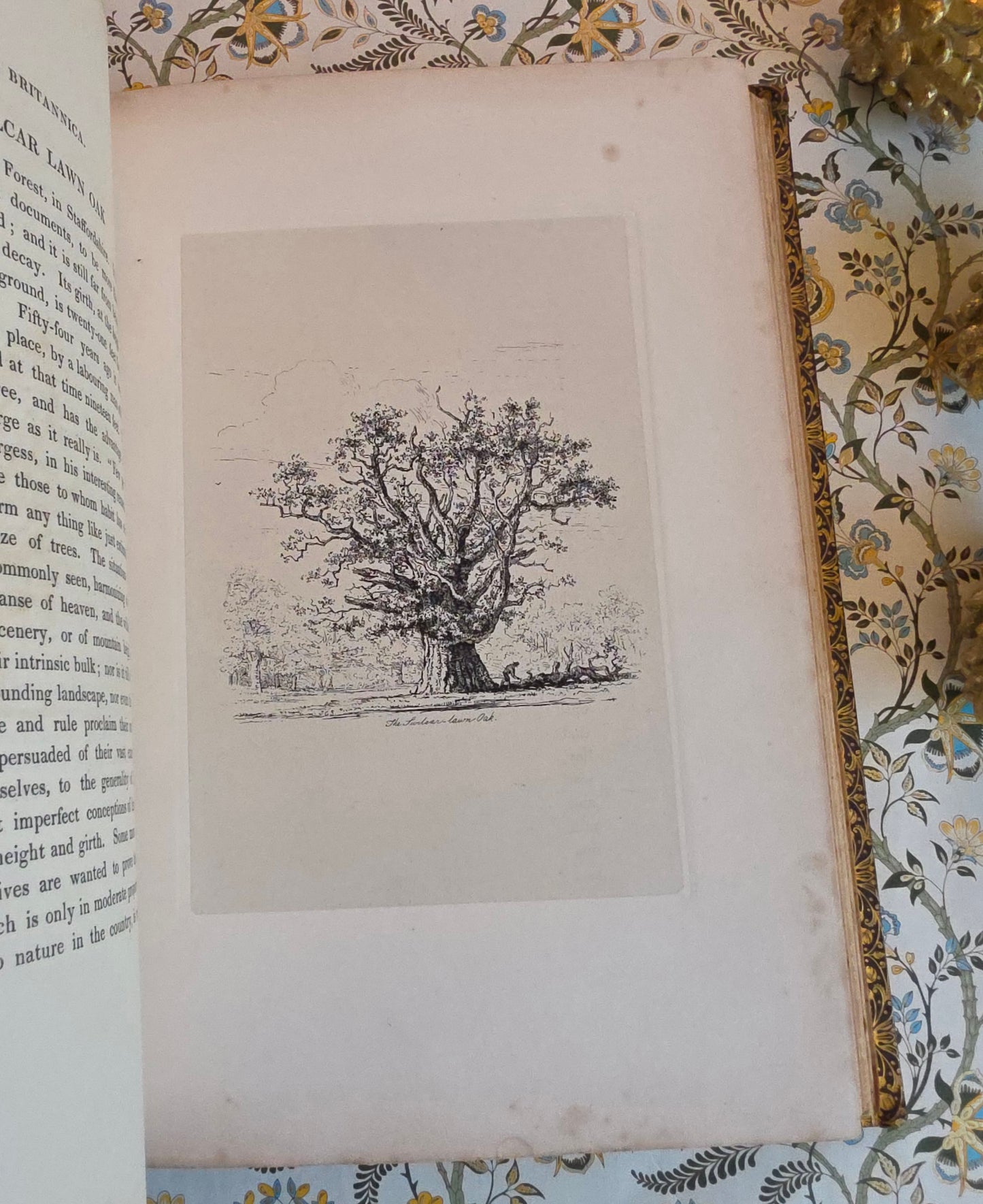 1830 Sylva Britannica or Portraits of Forest Trees by Jacob George Strutt - Illustrated Antique Book