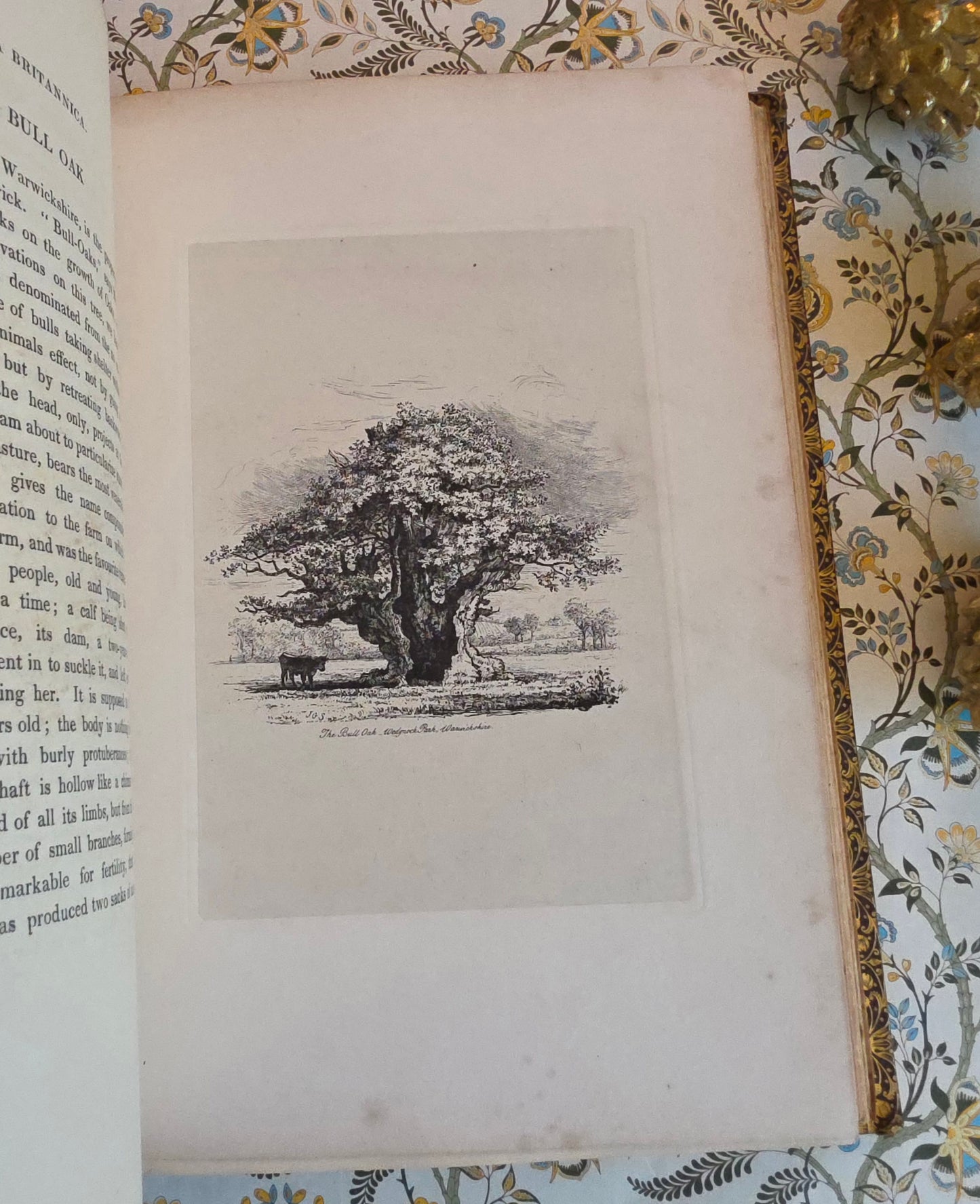 1830 Sylva Britannica or Portraits of Forest Trees by Jacob George Strutt - Illustrated Antique Book
