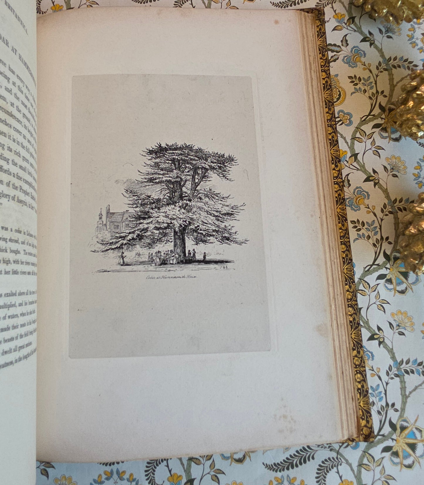 1830 Sylva Britannica or Portraits of Forest Trees by Jacob George Strutt - Illustrated Antique Book