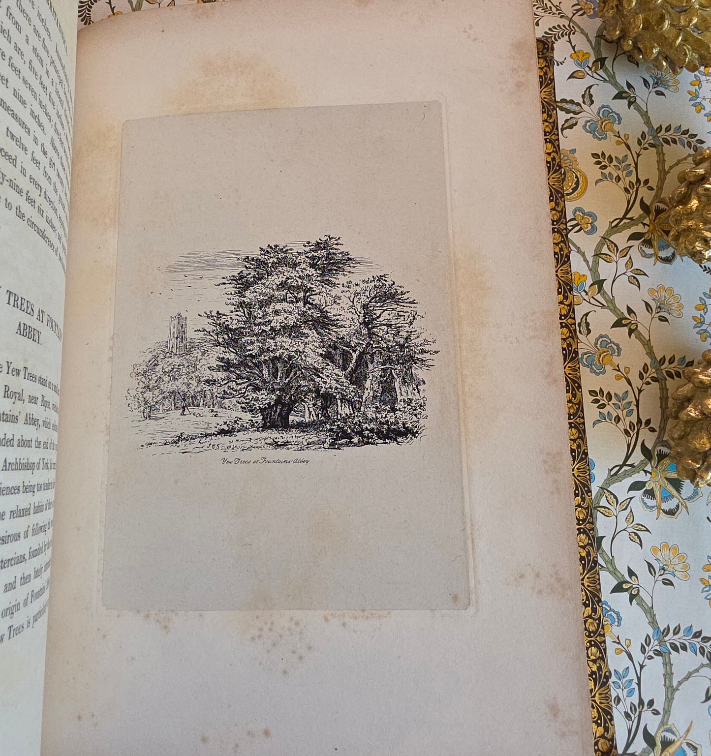 1830 Sylva Britannica or Portraits of Forest Trees by Jacob George Strutt - Illustrated Antique Book