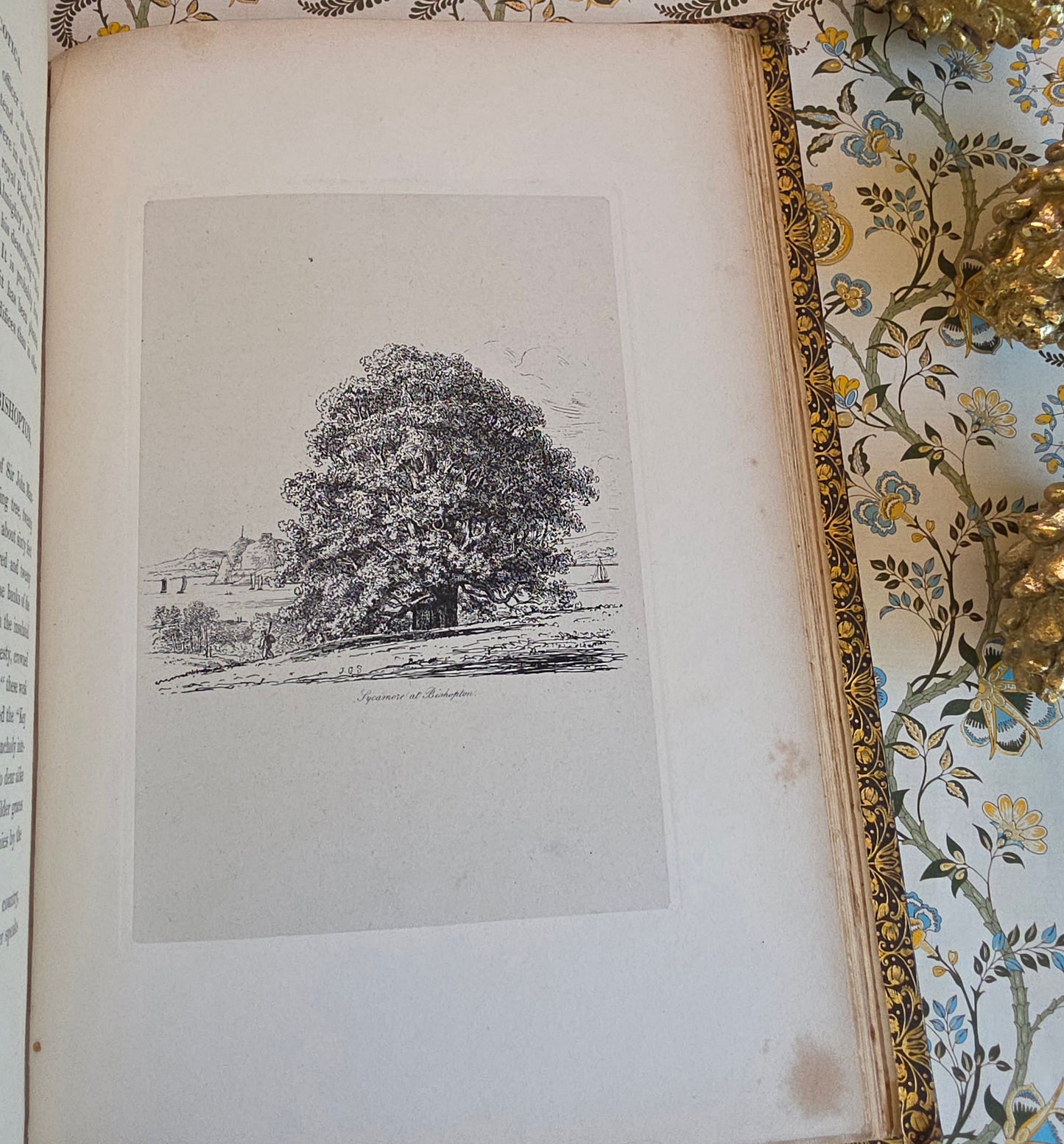 1830 Sylva Britannica or Portraits of Forest Trees by Jacob George Strutt - Illustrated Antique Book