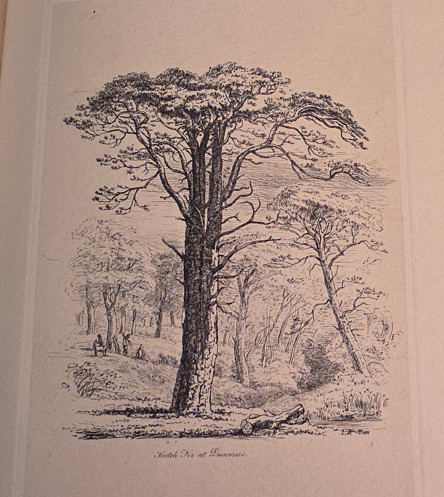 1830 Sylva Britannica or Portraits of Forest Trees by Jacob George Strutt - Illustrated Antique Book