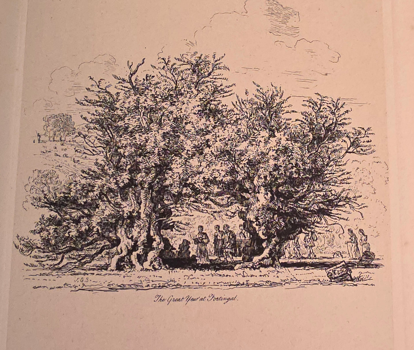 1830 Sylva Britannica or Portraits of Forest Trees by Jacob George Strutt - Illustrated Antique Book