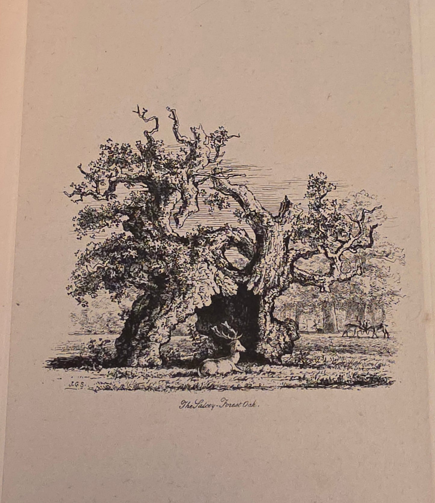 1830 Sylva Britannica or Portraits of Forest Trees by Jacob George Strutt - Illustrated Antique Book