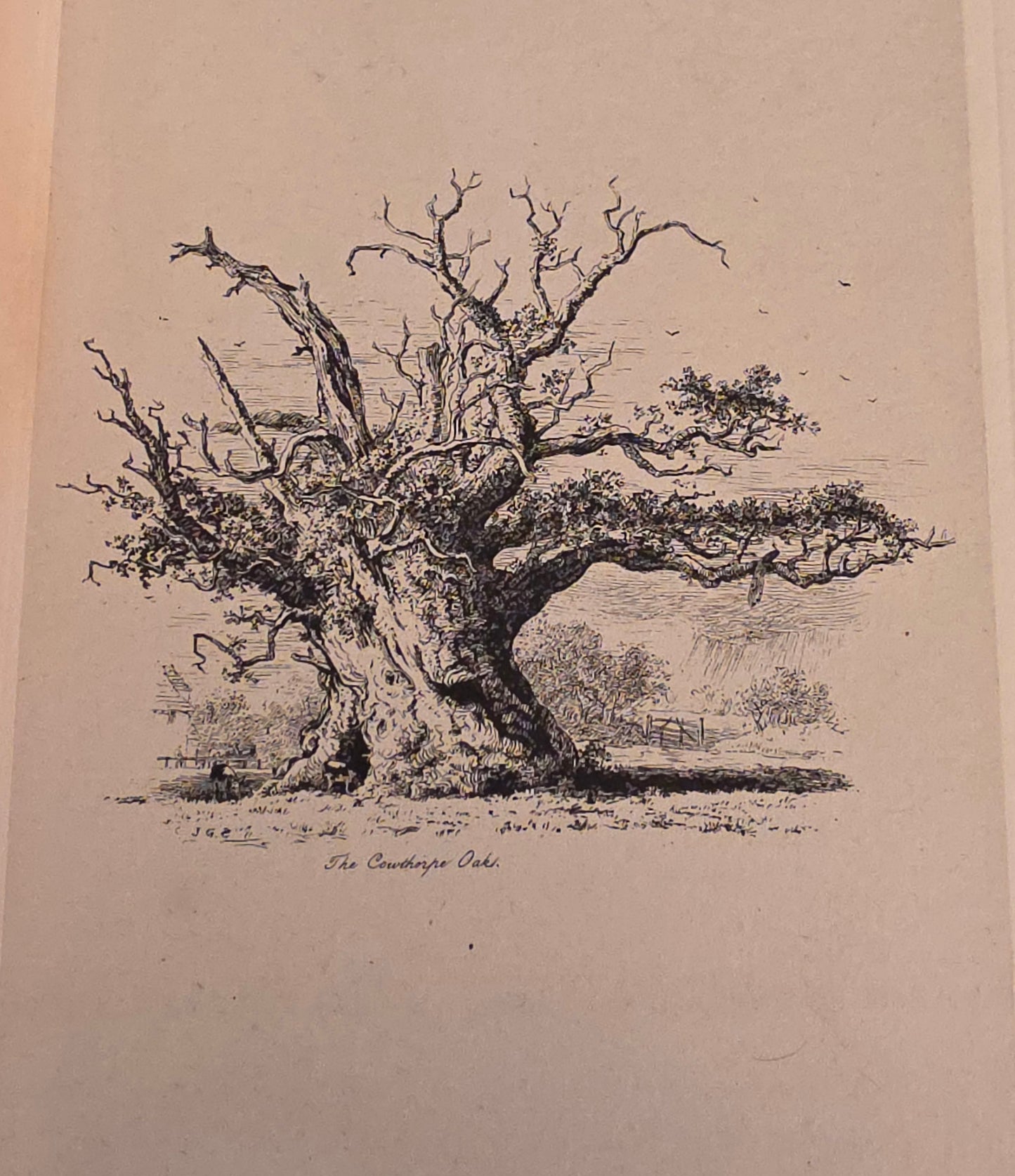 1830 Sylva Britannica or Portraits of Forest Trees by Jacob George Strutt - Illustrated Antique Book