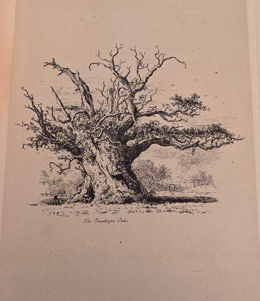 1830 Sylva Britannica or Portraits of Forest Trees by Jacob George Strutt - Illustrated Antique Book