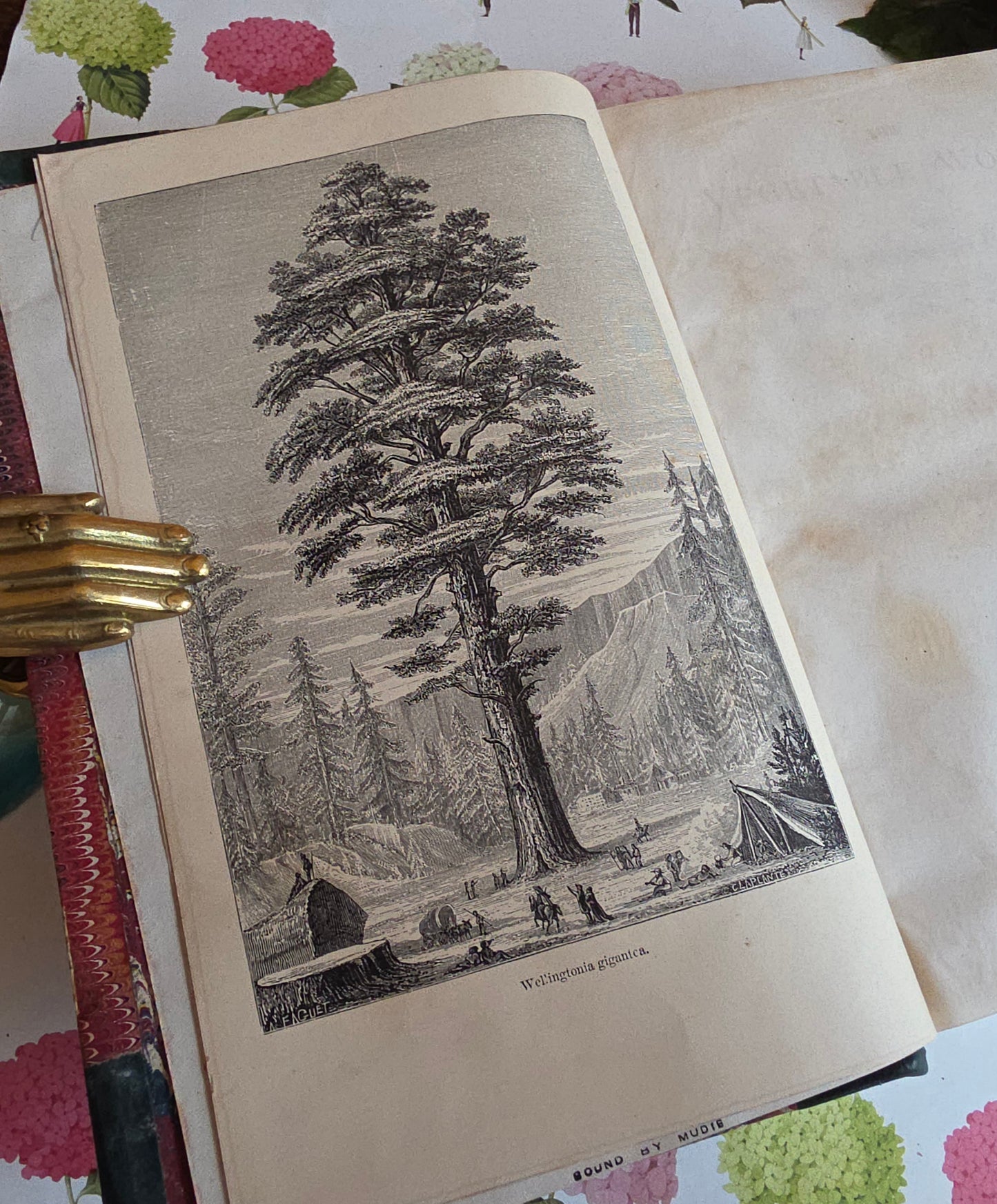 c1880 The Vegetable World Being a History of Plants by Louis Figuier - Illustrated Antique Book
