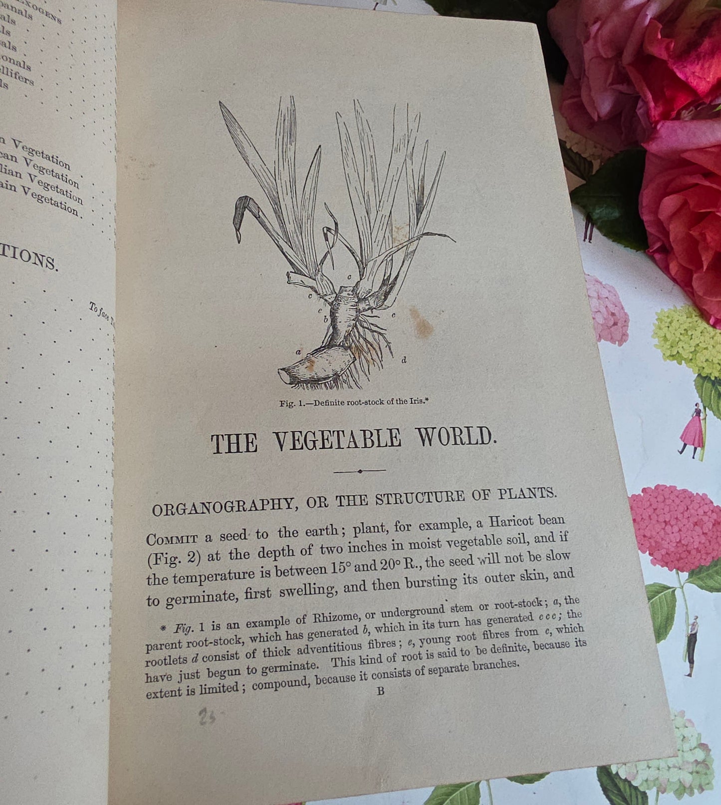 c1880 The Vegetable World Being a History of Plants by Louis Figuier - Illustrated Antique Book