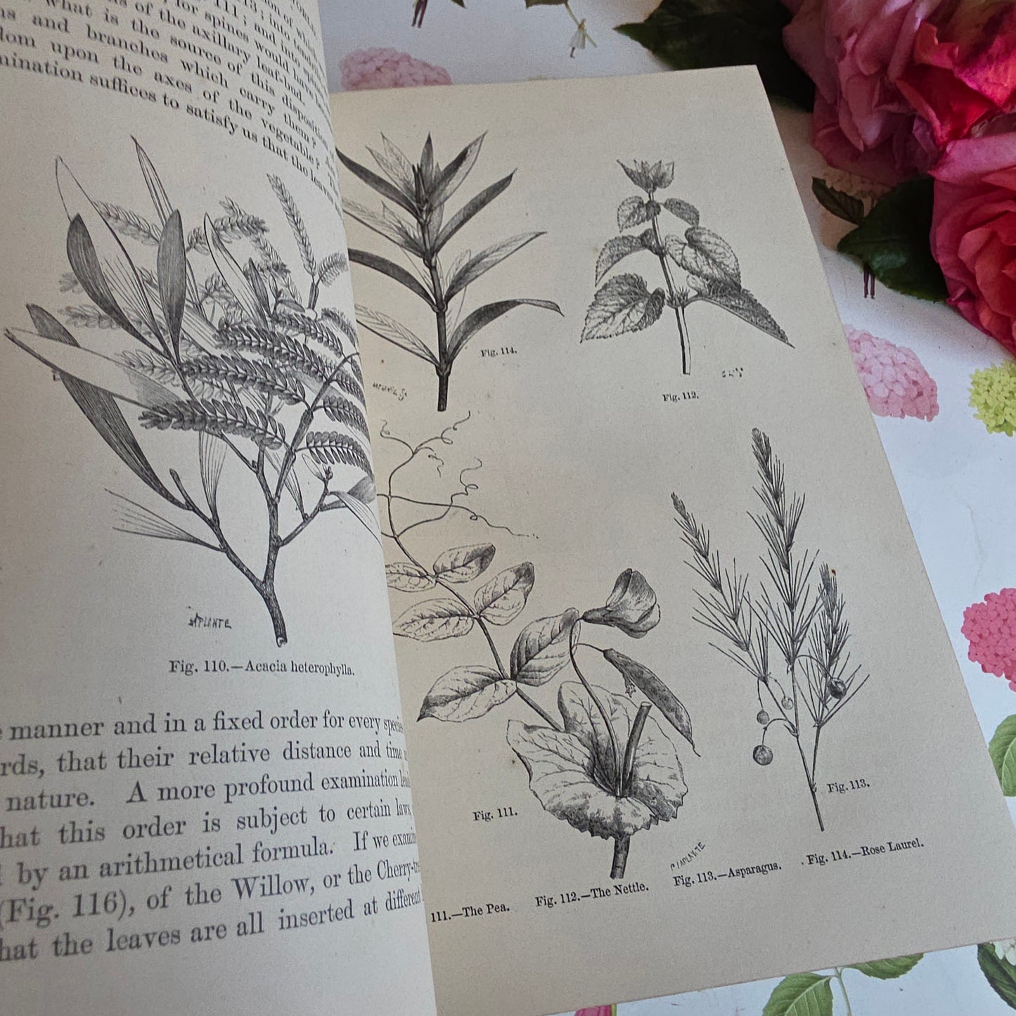 c1880 The Vegetable World Being a History of Plants by Louis Figuier - Illustrated Antique Book