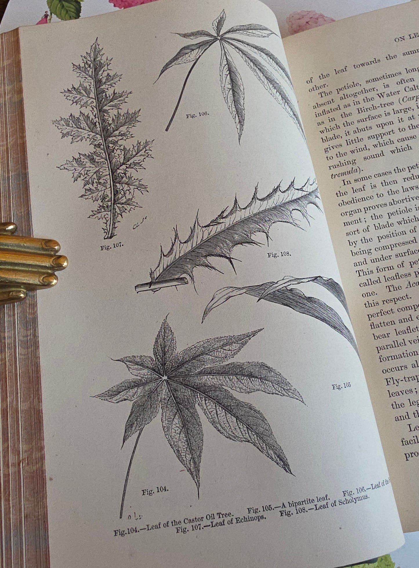 c1880 The Vegetable World Being a History of Plants by Louis Figuier - Illustrated Antique Book