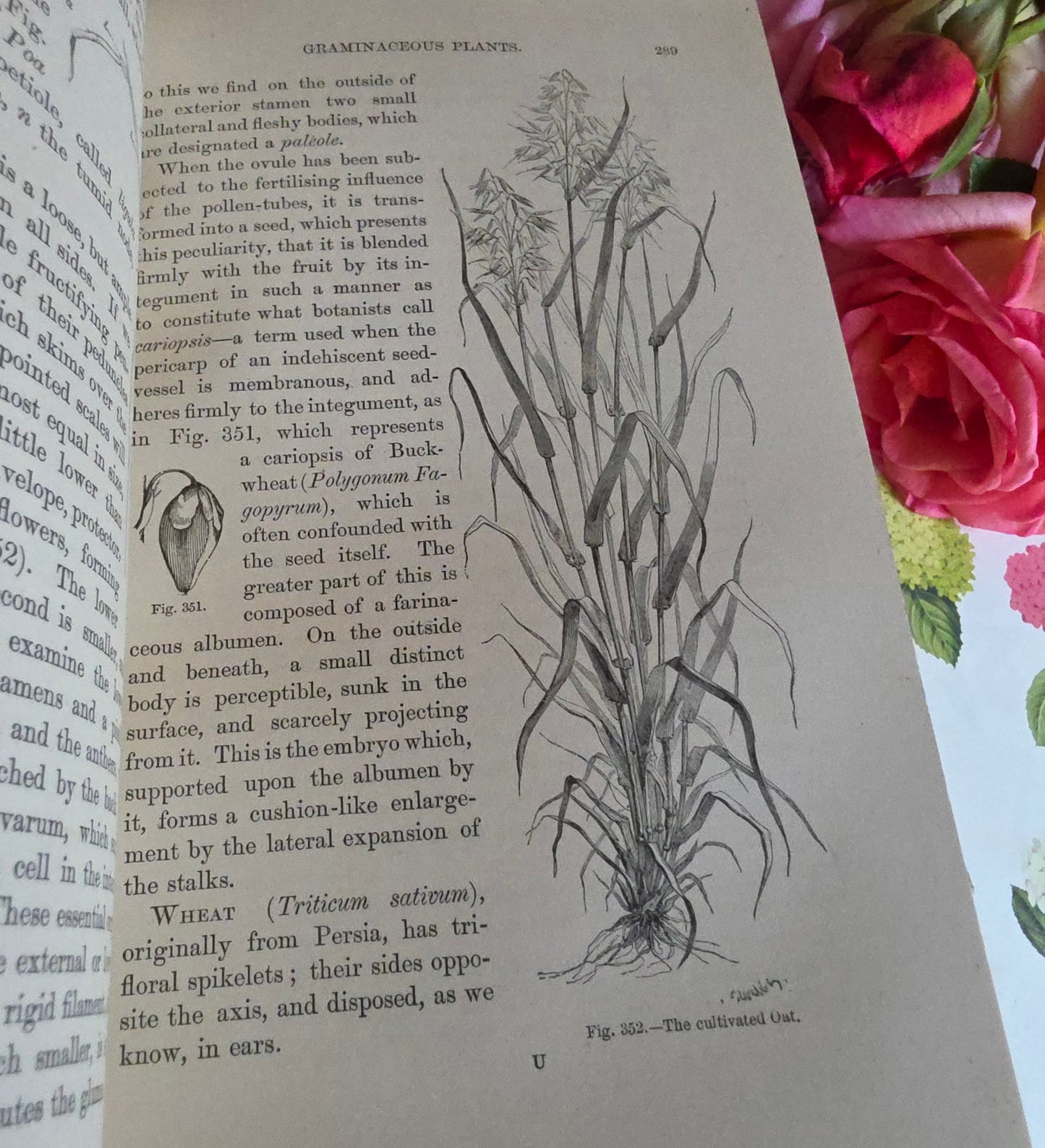 c1880 The Vegetable World Being a History of Plants by Louis Figuier - Illustrated Antique Book