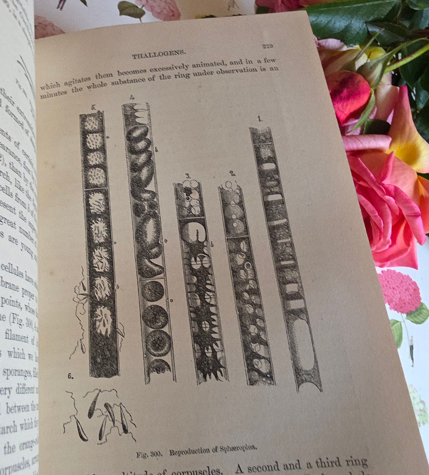 c1880 The Vegetable World Being a History of Plants by Louis Figuier - Illustrated Antique Book