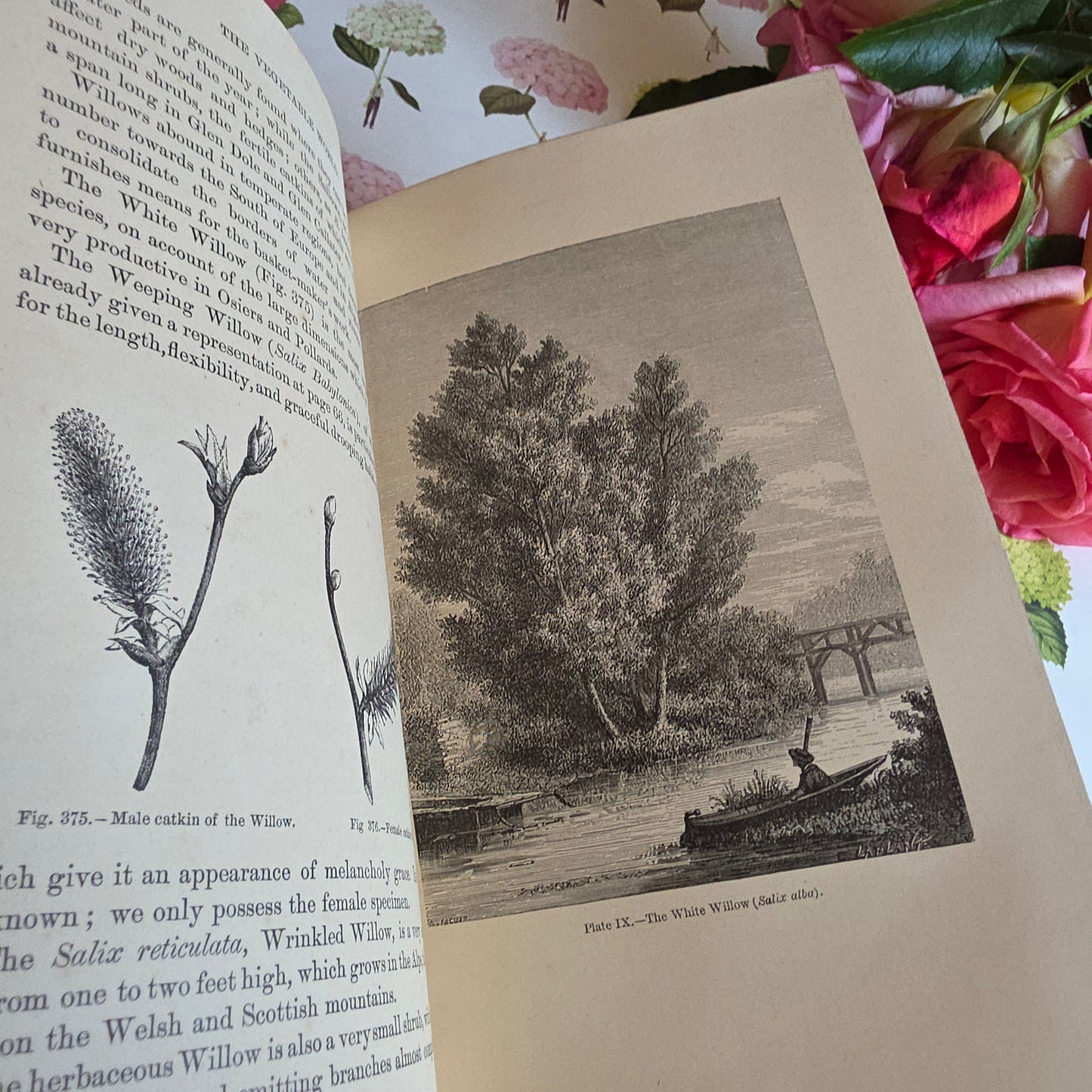 c1880 The Vegetable World Being a History of Plants by Louis Figuier - Illustrated Antique Book