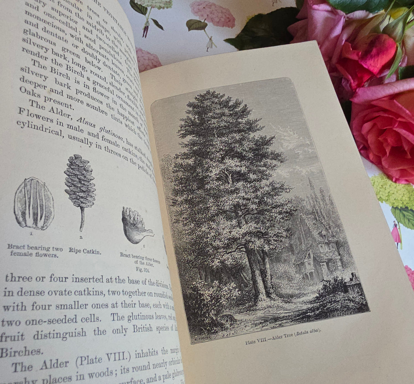 c1880 The Vegetable World Being a History of Plants by Louis Figuier - Illustrated Antique Book