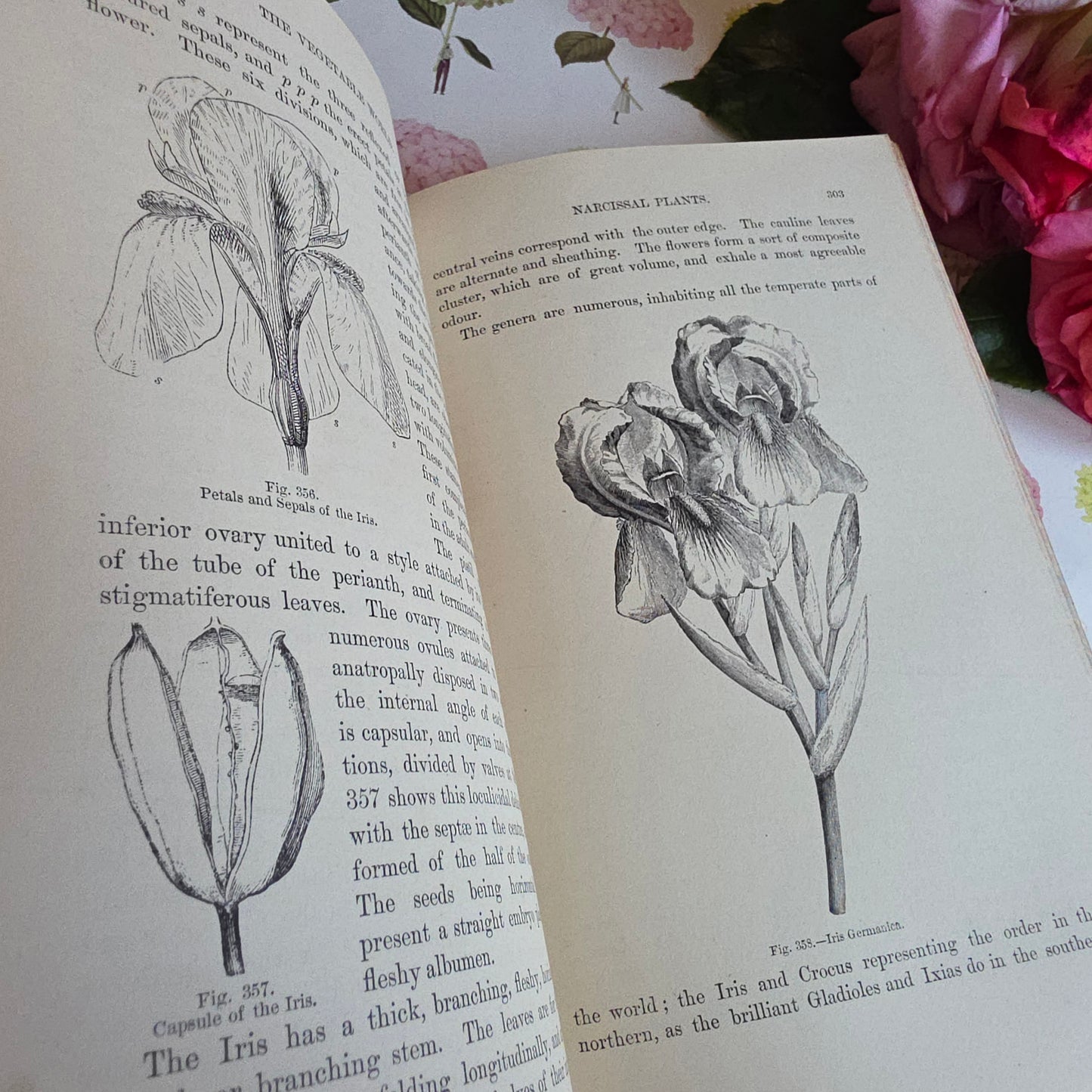 c1880 The Vegetable World Being a History of Plants by Louis Figuier - Illustrated Antique Book