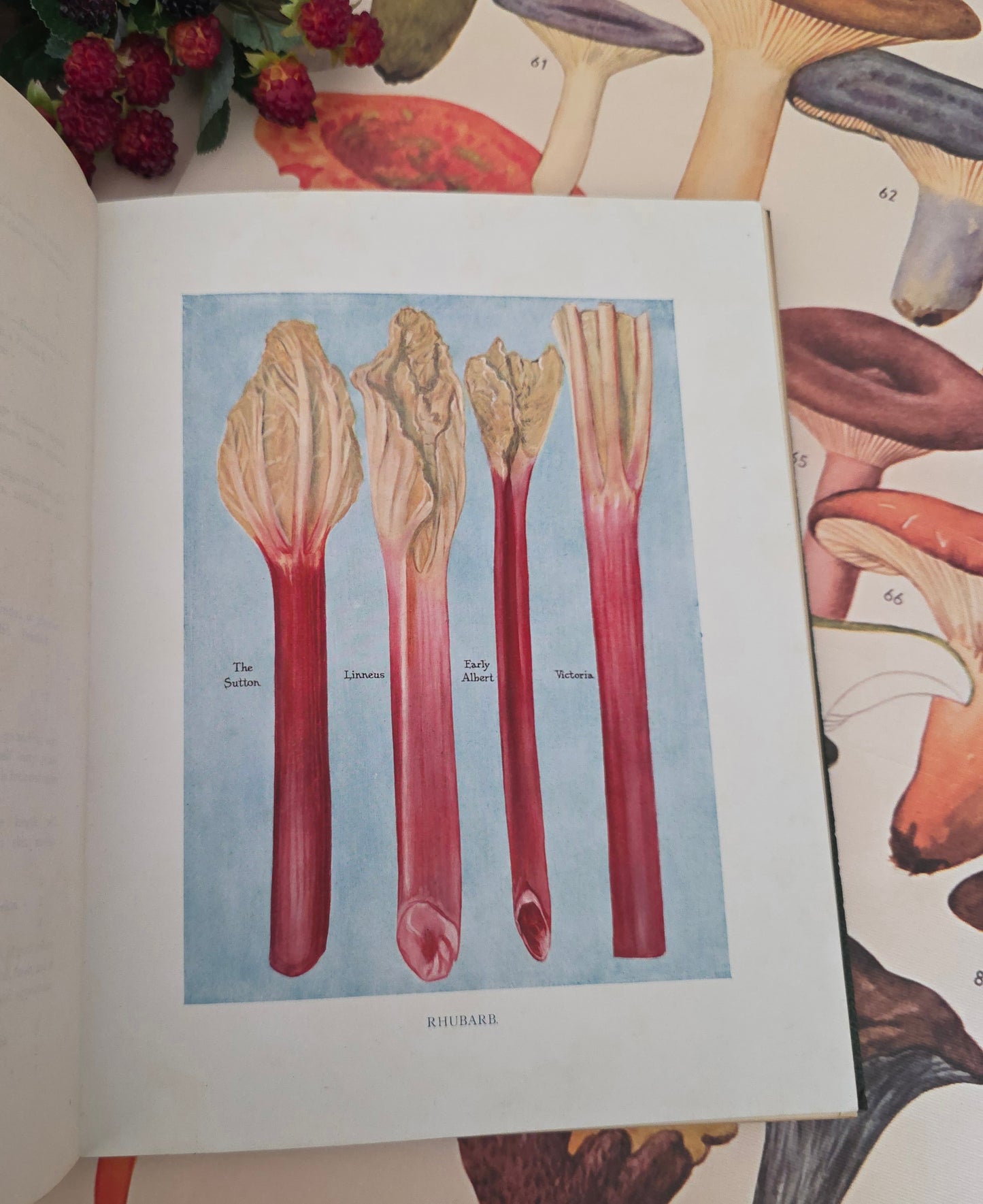 1909 The Vegetable Grower's Guide - Illustrated Antique Book Set