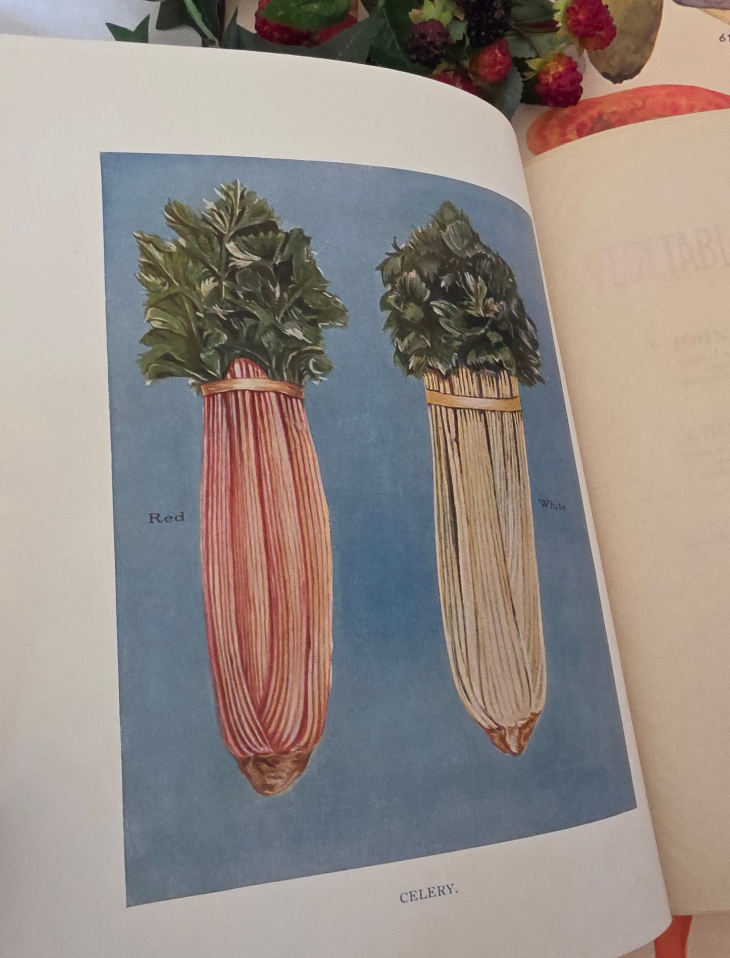 1909 The Vegetable Grower's Guide - Illustrated Antique Book Set