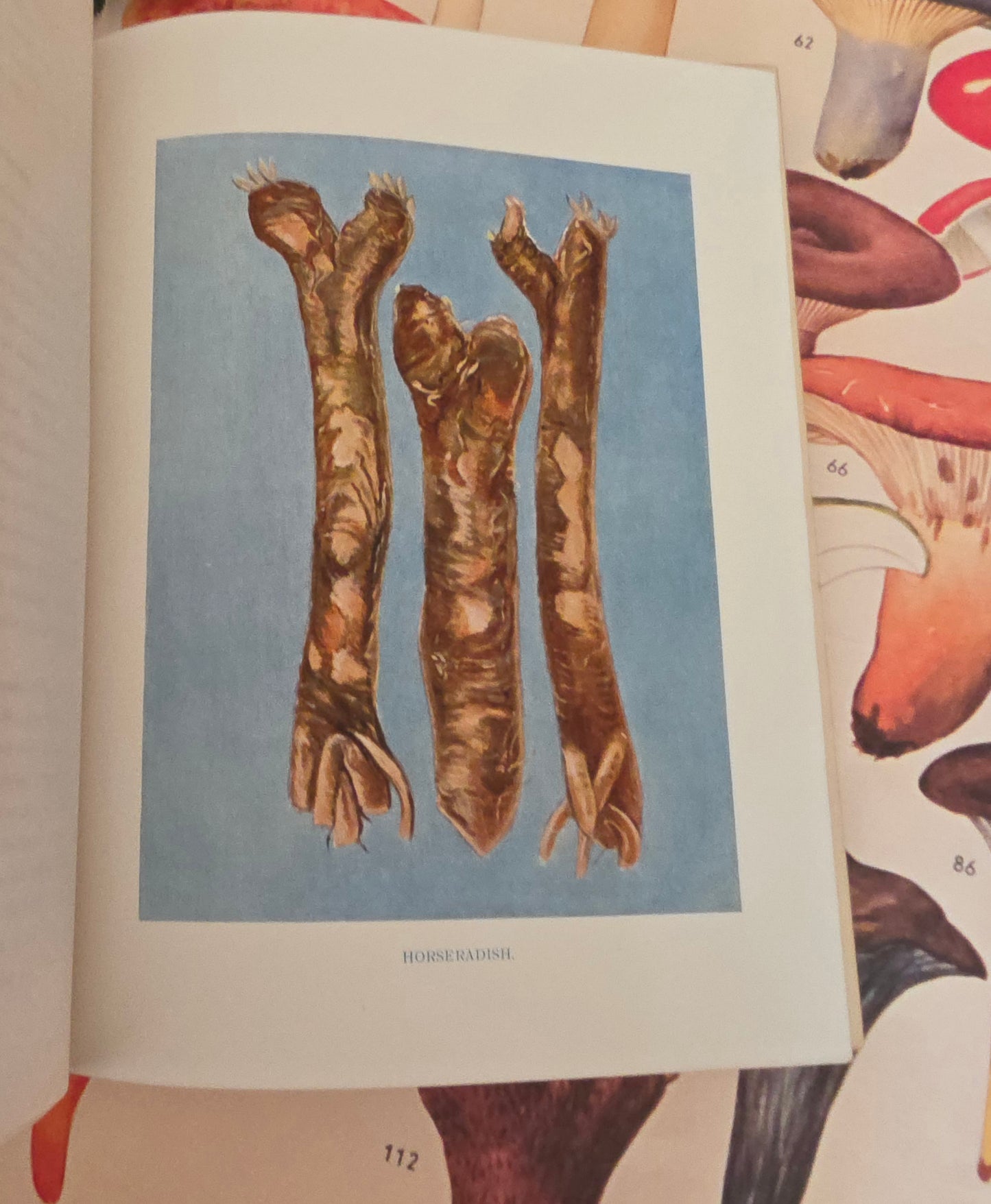 1909 The Vegetable Grower's Guide - Illustrated Antique Book Set