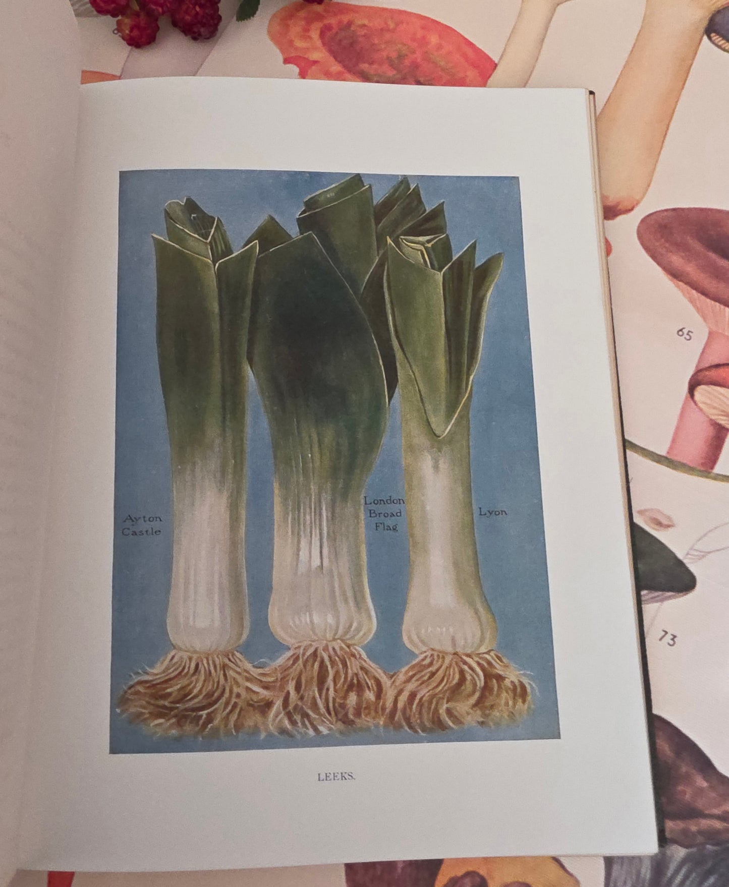 1909 The Vegetable Grower's Guide - Illustrated Antique Book Set