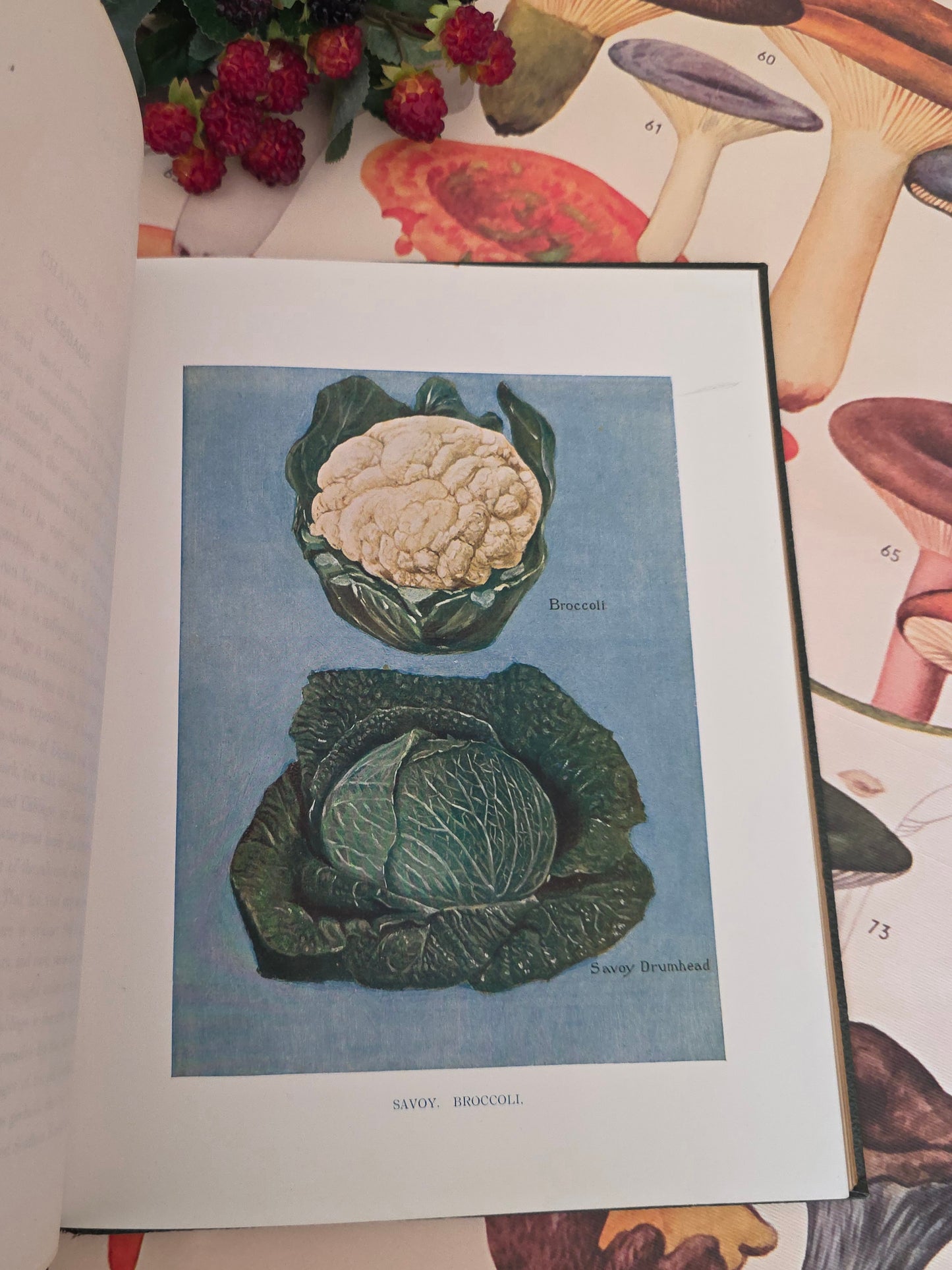 1909 The Vegetable Grower's Guide - Illustrated Antique Book Set