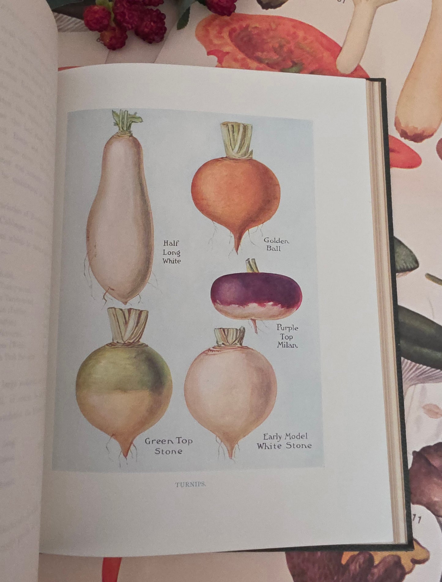 1909 The Vegetable Grower's Guide - Illustrated Antique Book Set