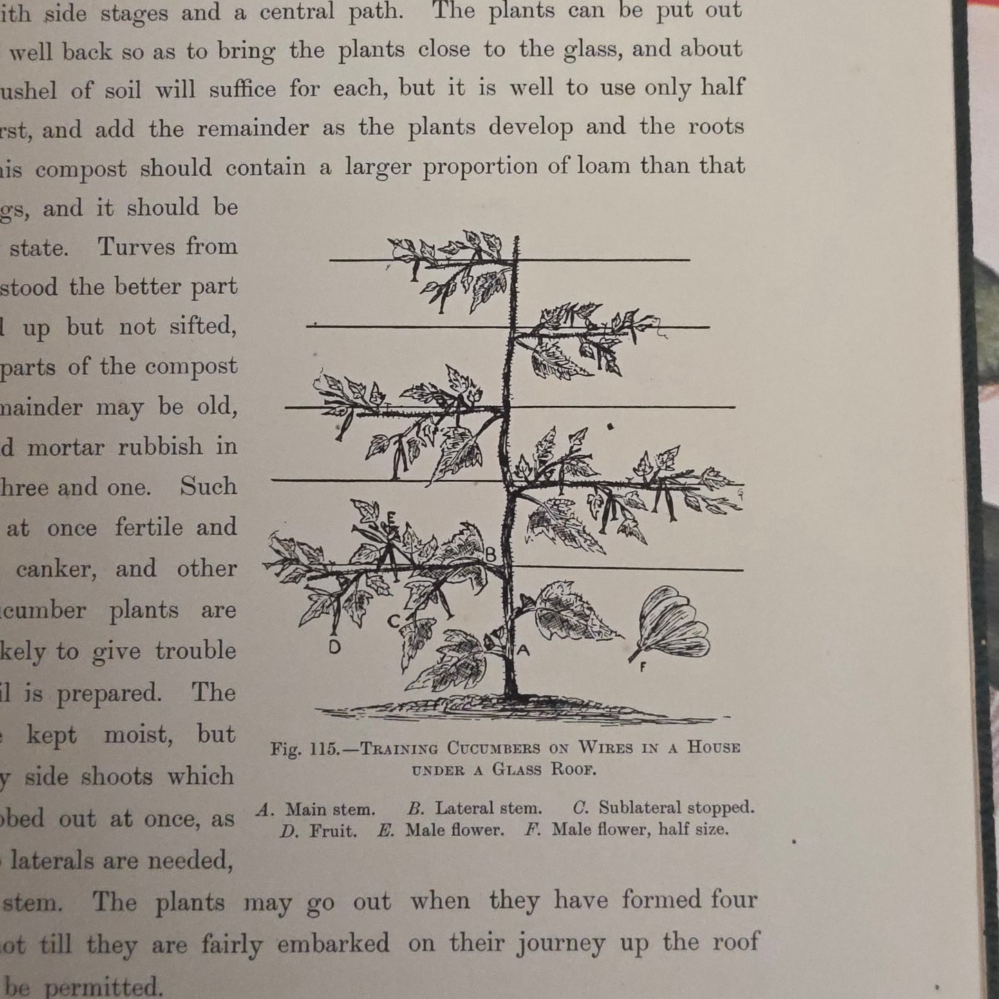 1909 The Vegetable Grower's Guide - Illustrated Antique Book Set
