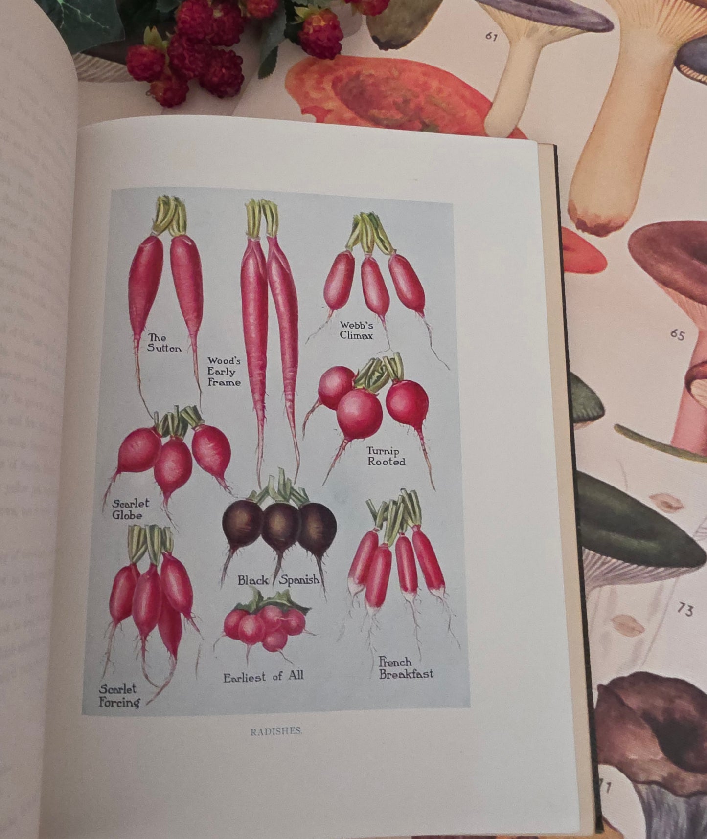 1909 The Vegetable Grower's Guide - Illustrated Antique Book Set