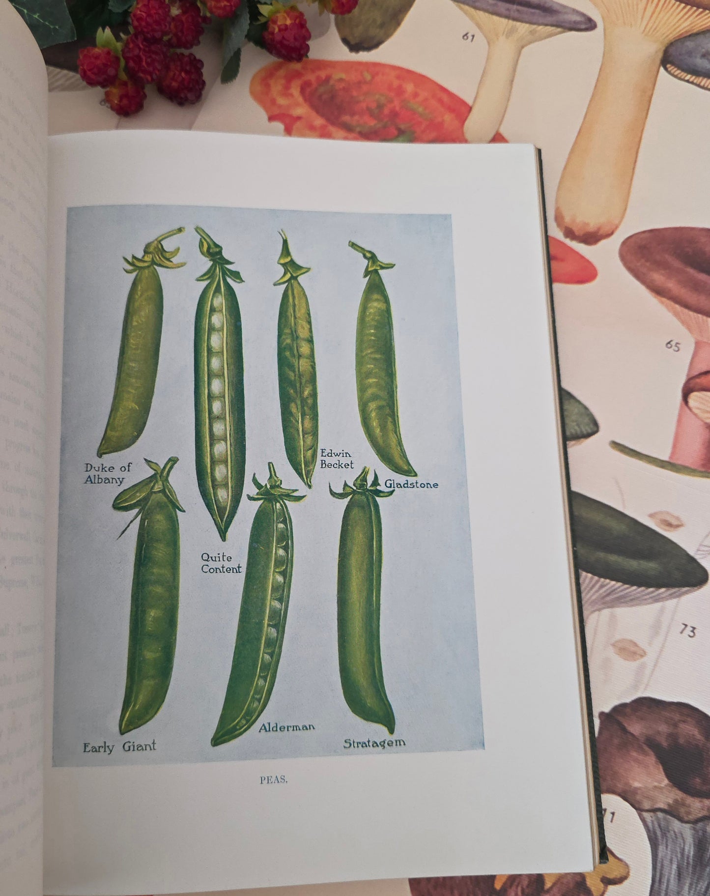 1909 The Vegetable Grower's Guide - Illustrated Antique Book Set