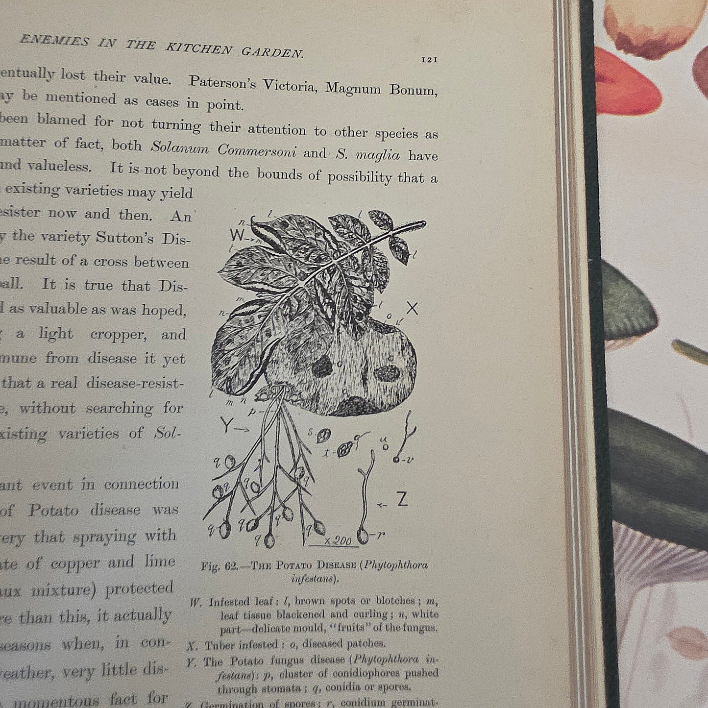 1909 The Vegetable Grower's Guide - Illustrated Antique Book Set