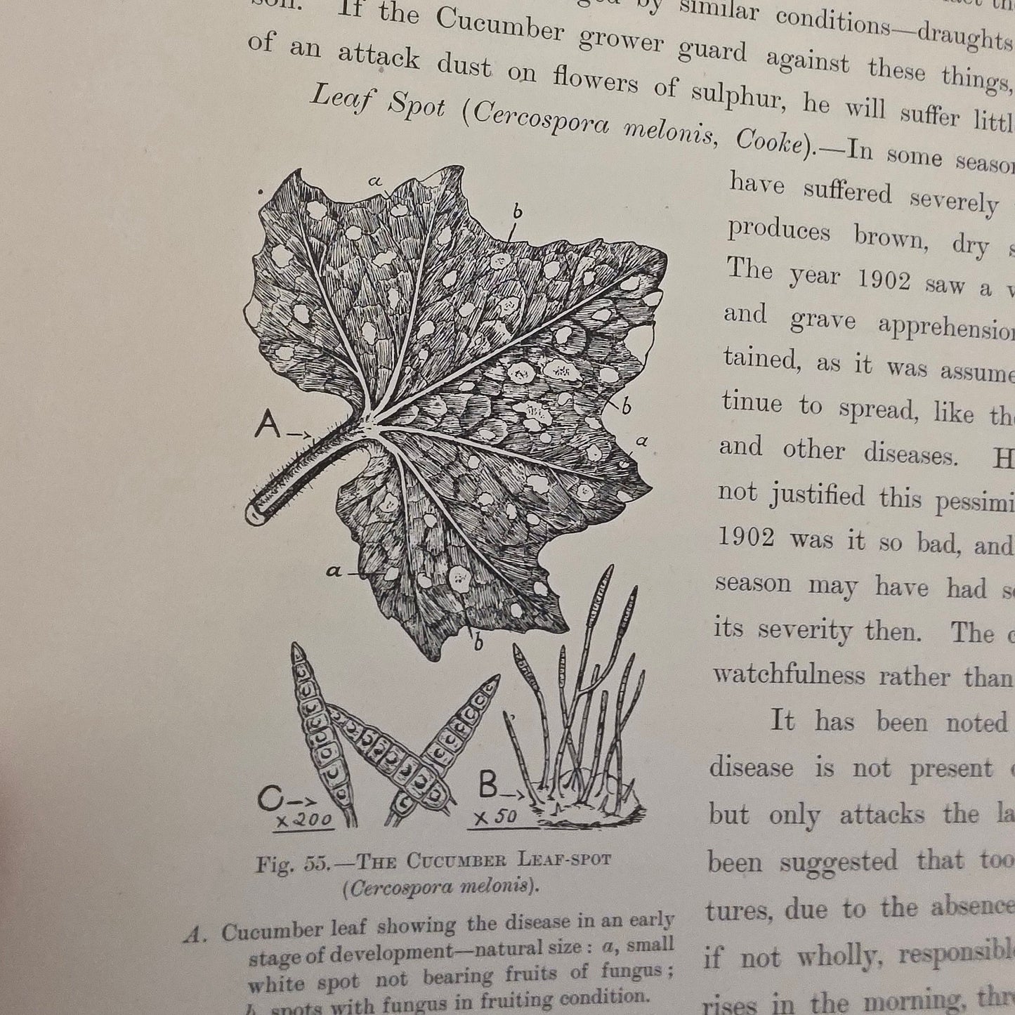 1909 The Vegetable Grower's Guide - Illustrated Antique Book Set