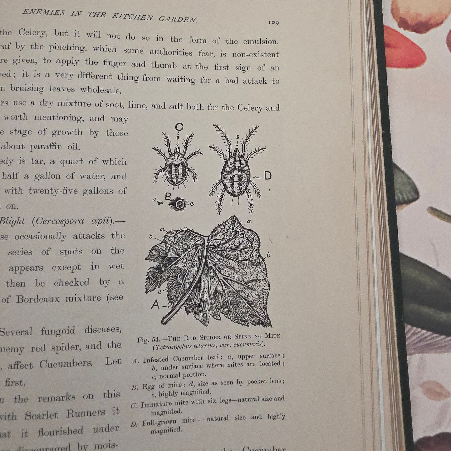 1909 The Vegetable Grower's Guide - Illustrated Antique Book Set
