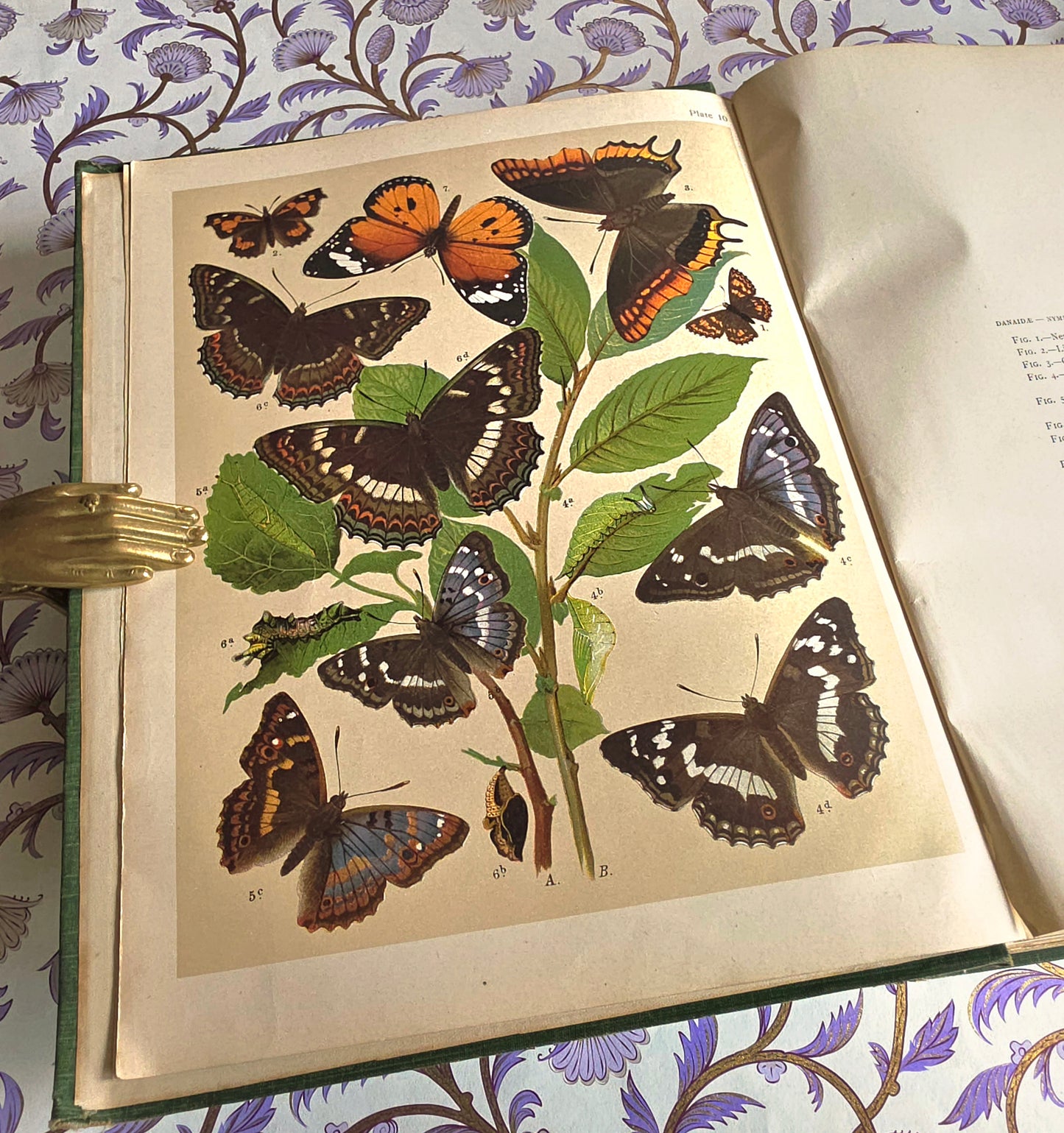 1907 The Butterflies and Moths of Europe by WF Kirby - Large Illustrated Antique Book