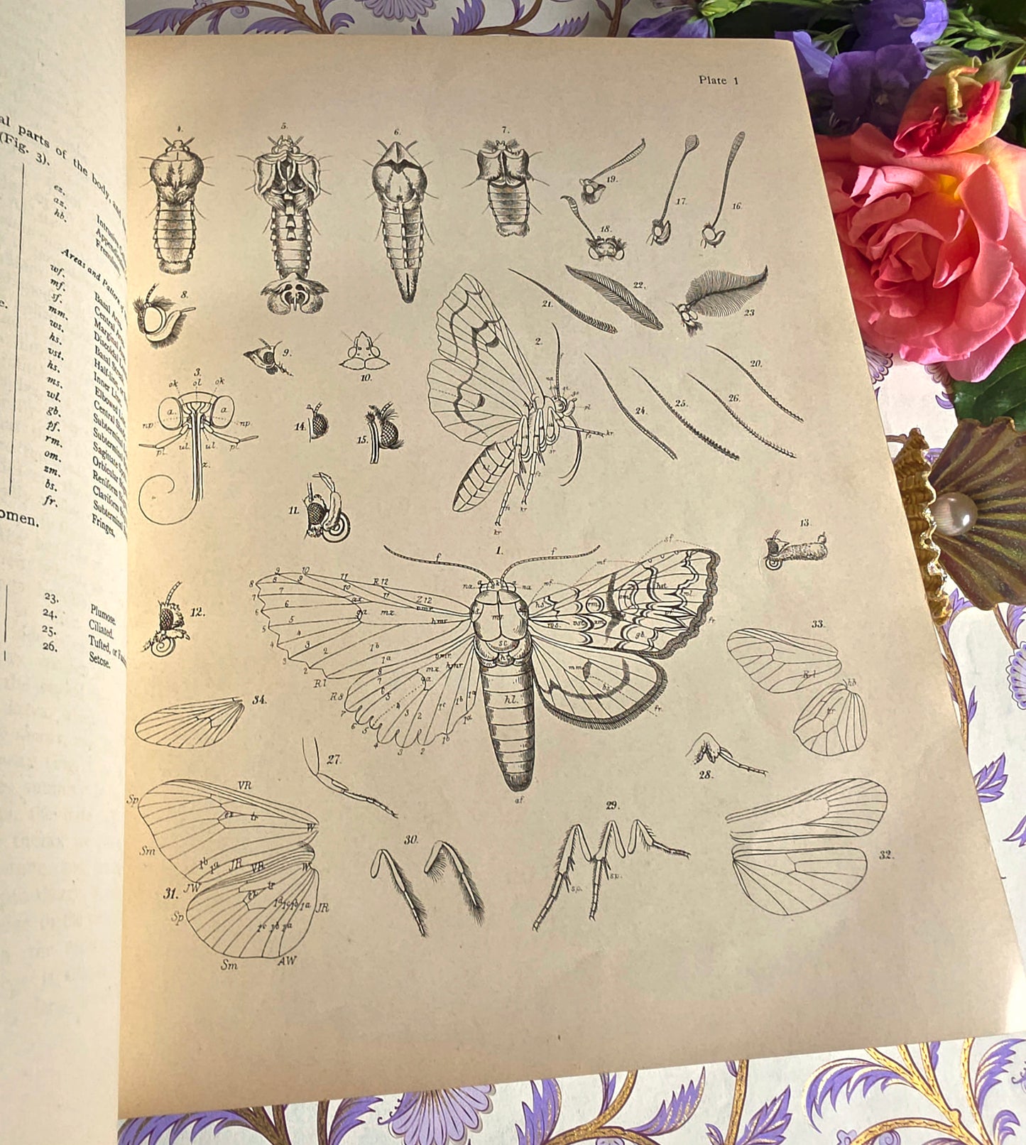 1907 The Butterflies and Moths of Europe by WF Kirby - Large Illustrated Antique Book