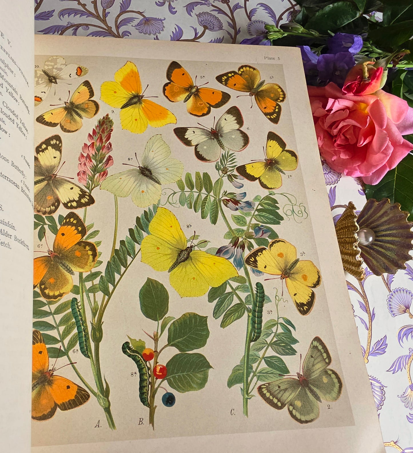 1907 The Butterflies and Moths of Europe by WF Kirby - Large Illustrated Antique Book