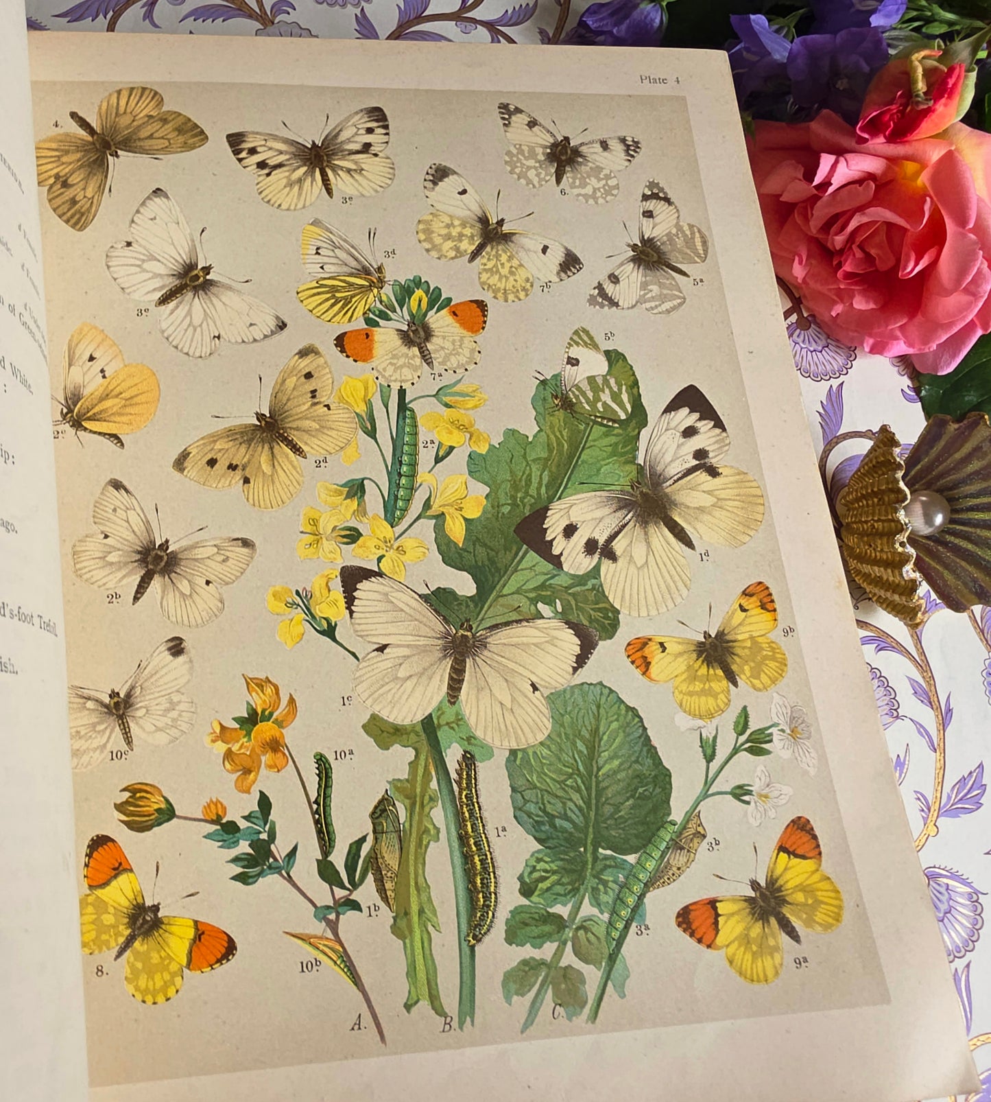 1907 The Butterflies and Moths of Europe by WF Kirby - Large Illustrated Antique Book