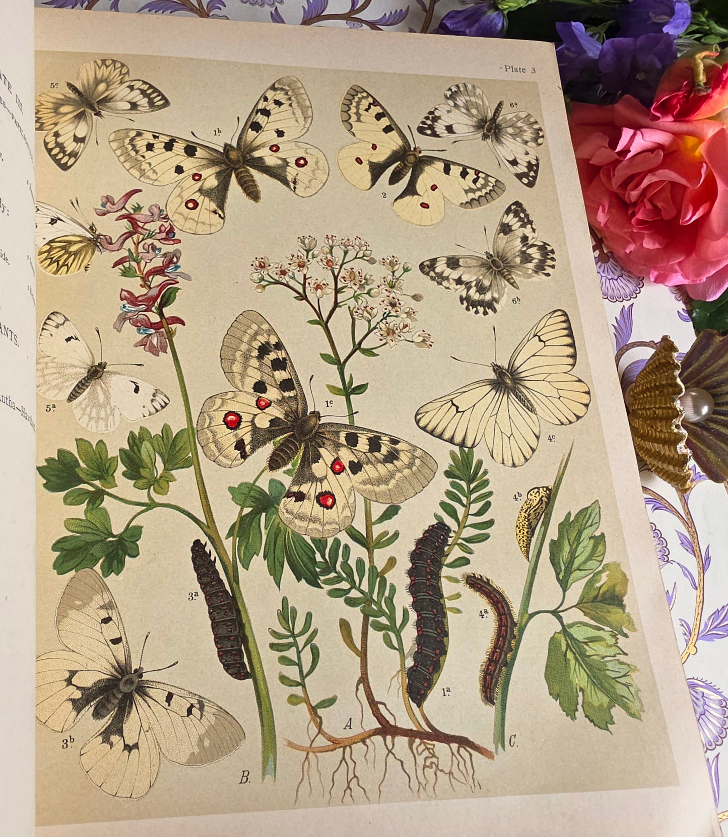 1907 The Butterflies and Moths of Europe by WF Kirby - Large Illustrated Antique Book