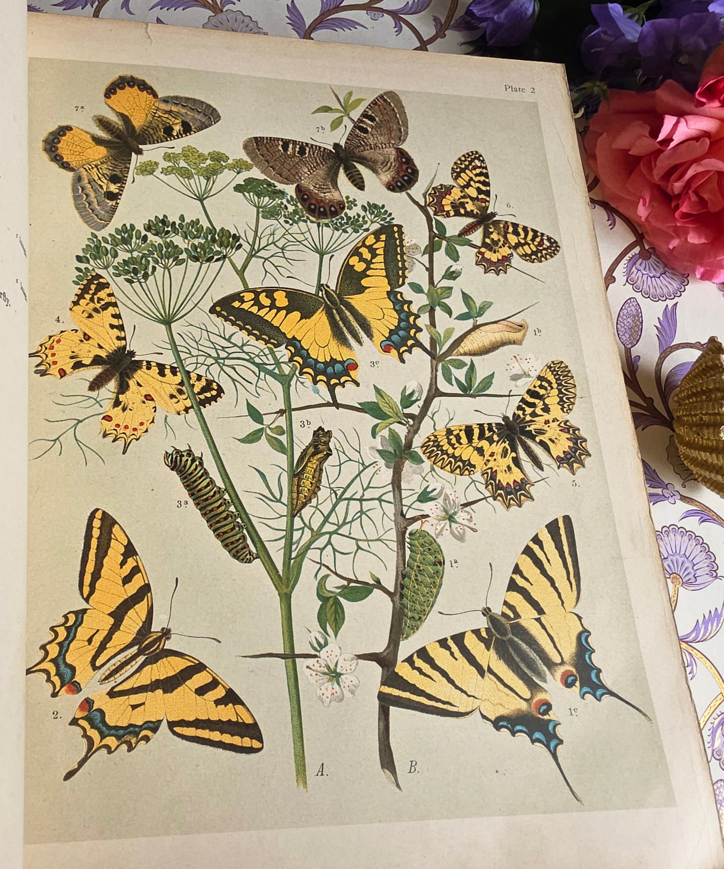 1907 The Butterflies and Moths of Europe by WF Kirby - Large Illustrated Antique Book