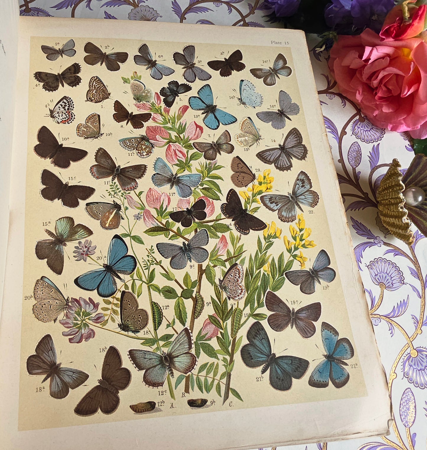 1907 The Butterflies and Moths of Europe by WF Kirby - Large Illustrated Antique Book