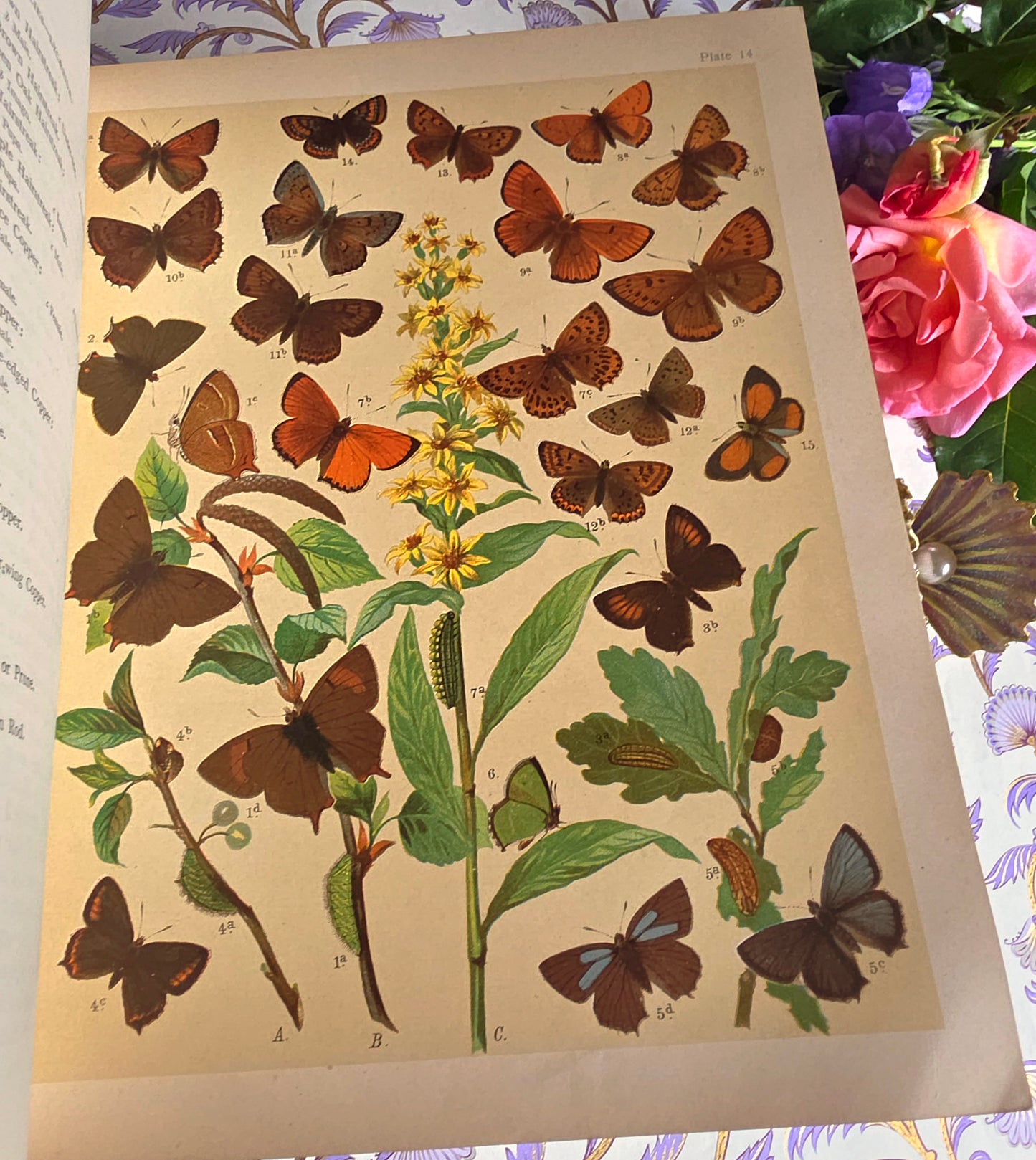 1907 The Butterflies and Moths of Europe by WF Kirby - Large Illustrated Antique Book