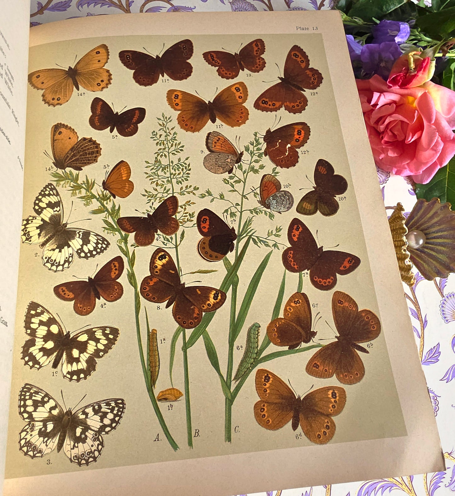 1907 The Butterflies and Moths of Europe by WF Kirby - Large Illustrated Antique Book