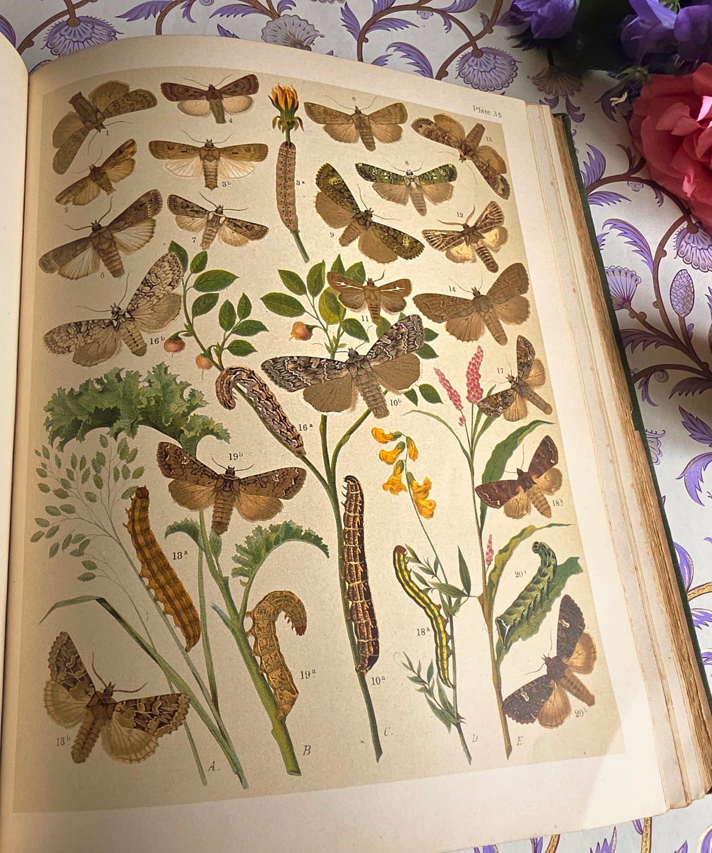 1907 The Butterflies and Moths of Europe by WF Kirby - Large Illustrated Antique Book