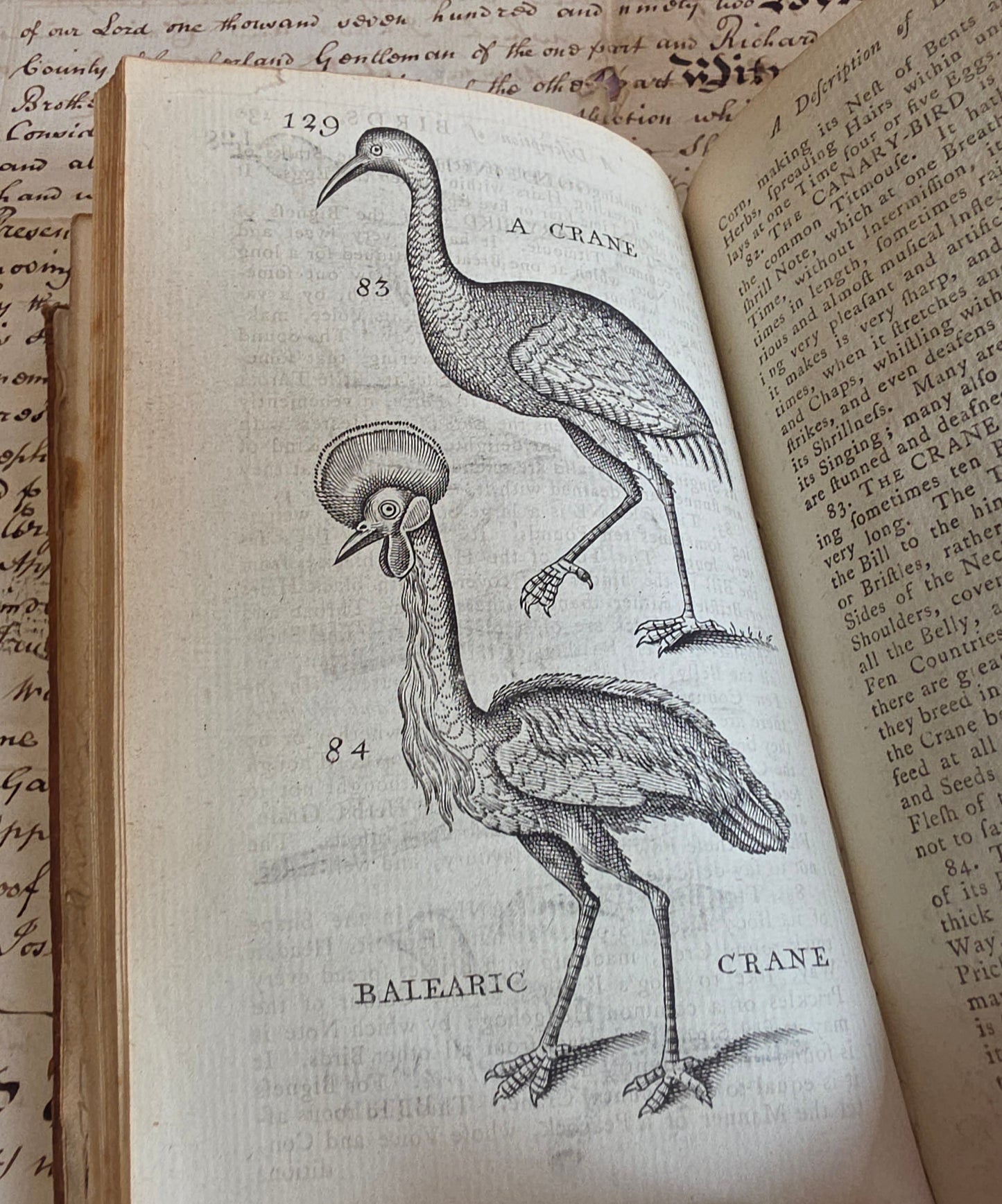 1791 A Description of Three Hundred Animals - Antique Book - Unicorns, Dragons etc.