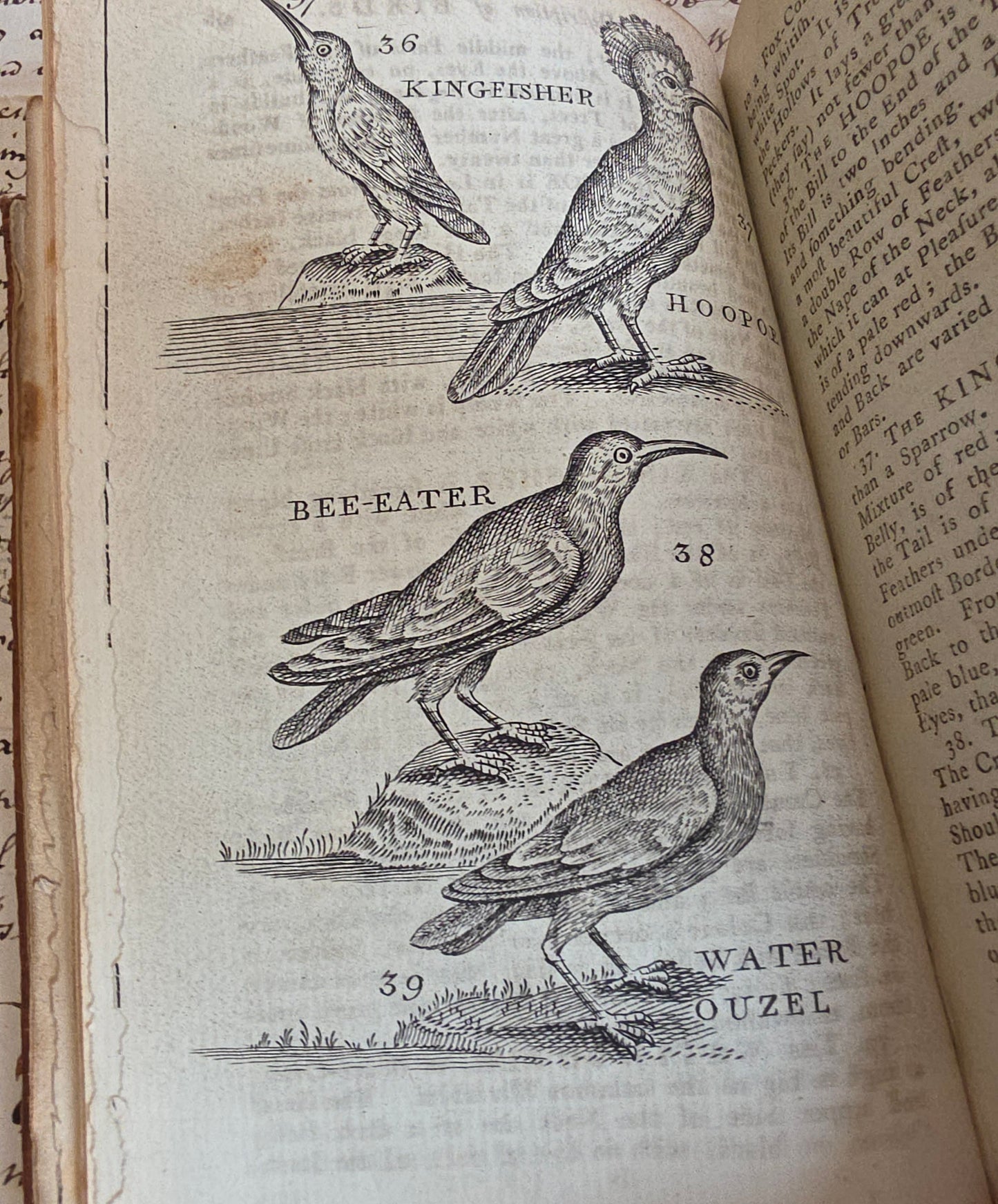 1791 A Description of Three Hundred Animals - Antique Book - Unicorns, Dragons etc.